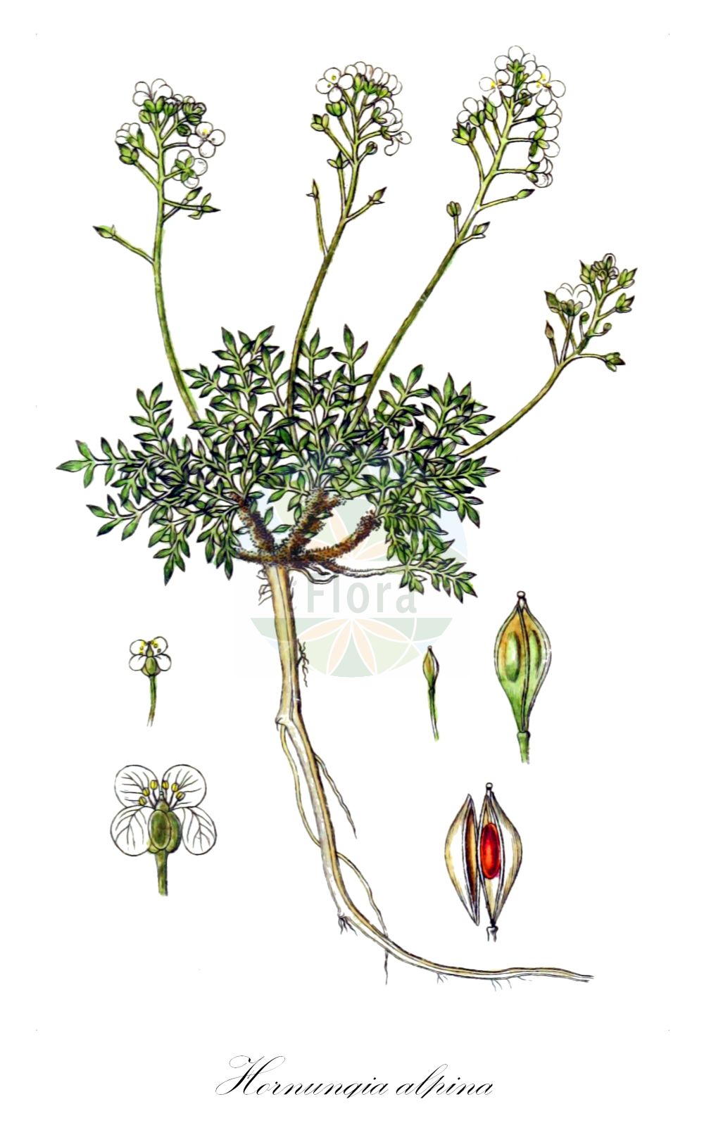 Historische Abbildung von Hornungia alpina (Alpen-Gemskresse - Chamois Cress). Das Bild zeigt Blatt, Bluete, Frucht und Same. ---- Historical Drawing of Hornungia alpina (Alpen-Gemskresse - Chamois Cress). The image is showing leaf, flower, fruit and seed.(Hornungia alpina,Alpen-Gemskresse,Chamois Cress,Hornungia alpina,Hutchinsia affinis,Hutchinsia alpina,Lepidium alpinum,Noccaea alpina,Pritzelago alpina,Alpen-Gemskresse,Kurzstaengel-Gaemskresse,Chamois Cress,Hornungia,Felskresse,Hornungia,Brassicaceae,Kreuzblütler,Cabbage family,Blatt,Bluete,Frucht,Same,leaf,flower,fruit,seed,Sturm (1796f))