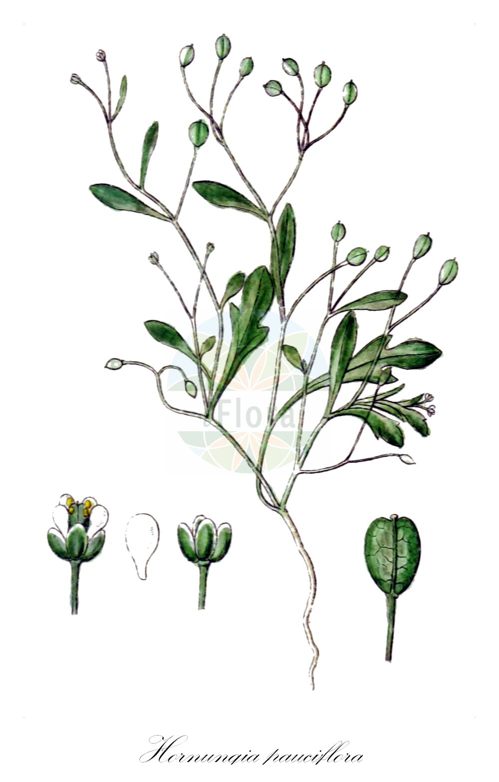 Historische Abbildung von Hornungia pauciflora. Das Bild zeigt Blatt, Bluete, Frucht und Same. ---- Historical Drawing of Hornungia pauciflora. The image is showing leaf, flower, fruit and seed.(Hornungia pauciflora,Capsella pauciflora,Hornungia pauciflora,Hutchinsia pauciflora,Hutchinsia prostii,Hymenolobus pauciflorus,Hymenolobus procumbens subsp. prostii,Hornungia,Felskresse,Hornungia,Brassicaceae,Kreuzblütler,Cabbage family,Blatt,Bluete,Frucht,Same,leaf,flower,fruit,seed,Sturm (1796f))