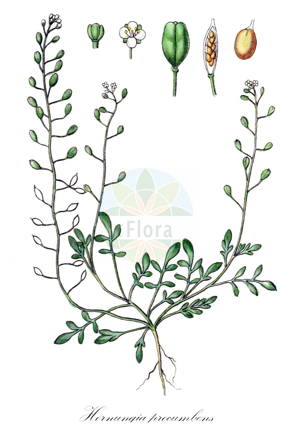 Historische Abbildung von Hornungia procumbens (Niederliegende Salzkresse - Hymenolobus). Das Bild zeigt Blatt, Bluete, Frucht und Same. ---- Historical Drawing of Hornungia procumbens (Niederliegende Salzkresse - Hymenolobus). The image is showing leaf, flower, fruit and seed.(Hornungia procumbens,Niederliegende Salzkresse,Hymenolobus,Capsella procumbens,Hornungia procumbens,Hutchinsia diffusa,Hutchinsia maritima,Hutchinsia procumbens,Hymenolobus procumbens,Lepidium procumbens,Noccaea procumbens,Niederliegende Salzkresse,Salztaeschel,Hymenolobus,Prostrate Hutchinsia,Oval Shepherd's Purse,Hornungia,Felskresse,Hornungia,Brassicaceae,Kreuzblütler,Cabbage family,Blatt,Bluete,Frucht,Same,leaf,flower,fruit,seed,Sturm (1796f))