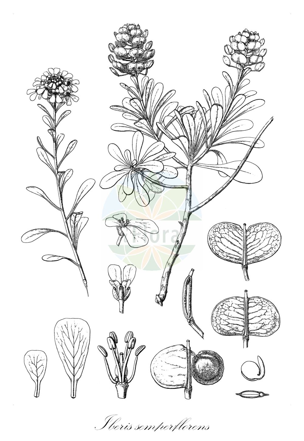 Historische Abbildung von Iberis semperflorens. Das Bild zeigt Blatt, Bluete, Frucht und Same. ---- Historical Drawing of Iberis semperflorens. The image is showing leaf, flower, fruit and seed.(Iberis semperflorens,Iberis humilis,Iberis semperflorens,Iberis,Schleifenblume,Candytuft,Brassicaceae,Kreuzblütler,Cabbage family,Blatt,Bluete,Frucht,Same,leaf,flower,fruit,seed,Cosson (1882-1897))