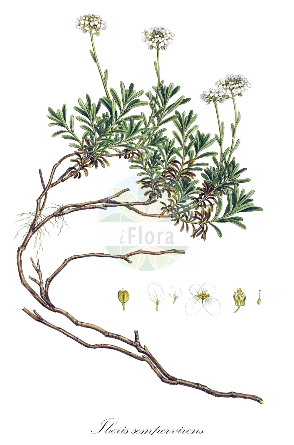 Historische Abbildung von Iberis sempervirens (Perennial Candytuft). Das Bild zeigt Blatt, Bluete, Frucht und Same. ---- Historical Drawing of Iberis sempervirens (Perennial Candytuft). The image is showing leaf, flower, fruit and seed.(Iberis sempervirens,Perennial Candytuft,Aethionema longistylum,Iberis garrexiana,Iberis sempervirens,Iberis serrulata,Iberis,Schleifenblume,Candytuft,Brassicaceae,Kreuzblütler,Cabbage family,Blatt,Bluete,Frucht,Same,leaf,flower,fruit,seed,Sibthorp & Smith (1806-1840))