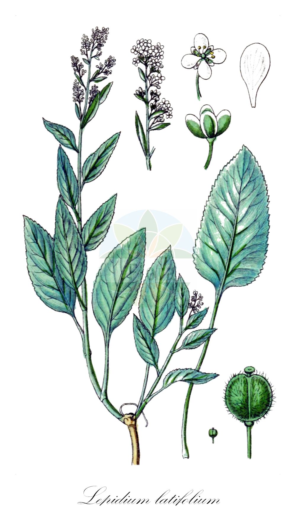 Historische Abbildung von Lepidium latifolium (Breitblättrige Kresse - Dittander). Das Bild zeigt Blatt, Bluete, Frucht und Same. ---- Historical Drawing of Lepidium latifolium (Breitblättrige Kresse - Dittander). The image is showing leaf, flower, fruit and seed.(Lepidium latifolium,Breitblättrige Kresse,Dittander,Lepidium latifolium,Lepidium latifolium L. subsp.,Lepidium latifolium L. var.,Lepidium latifolium var. velutinum,Breitblaettrige Kresse,Pfefferkraut,Dittander,Broad-leaved Cress,Broadleaved Pepperweed,Broad-leaved Pepperwort,Perennial Pepperweed,Lepidium,Kresse,Pepperweed,Brassicaceae,Kreuzblütler,Cabbage family,Blatt,Bluete,Frucht,Same,leaf,flower,fruit,seed,Sturm (1796f))