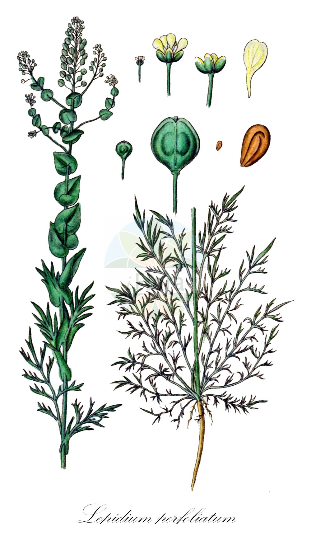 Historische Abbildung von Lepidium perfoliatum (Durchwachsenblättrige Kresse - Perfoliate Pepperwort). Das Bild zeigt Blatt, Bluete, Frucht und Same. ---- Historical Drawing of Lepidium perfoliatum (Durchwachsenblättrige Kresse - Perfoliate Pepperwort). The image is showing leaf, flower, fruit and seed.(Lepidium perfoliatum,Durchwachsenblättrige Kresse,Perfoliate Pepperwort,Lepidium perfoliatum,Durchwachsenblaettrige Kresse,Perfoliate Pepperwort,Clasping Pepperweed,Shieldweed,Yellow-flower Pepperweed,Lepidium,Kresse,Pepperweed,Brassicaceae,Kreuzblütler,Cabbage family,Blatt,Bluete,Frucht,Same,leaf,flower,fruit,seed,Sturm (1796f))