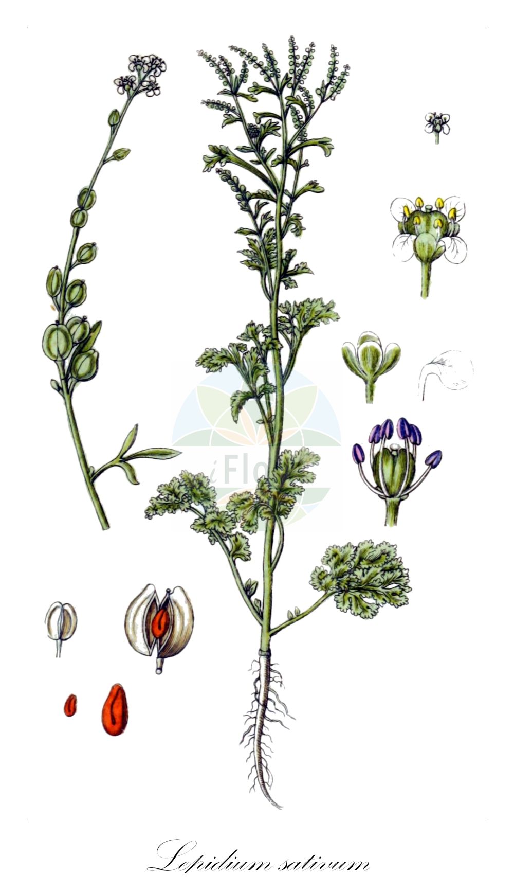 Historische Abbildung von Lepidium sativum (Garten-Kresse - Garden Cress). Das Bild zeigt Blatt, Bluete, Frucht und Same. ---- Historical Drawing of Lepidium sativum (Garten-Kresse - Garden Cress). The image is showing leaf, flower, fruit and seed.(Lepidium sativum,Garten-Kresse,Garden Cress,Lepidium sativum,Nasturtium crispum,Garten-Kresse,Garden Cress,Gardencress Pepperweed,Peppergrass,Lepidium,Kresse,Pepperweed,Brassicaceae,Kreuzblütler,Cabbage family,Blatt,Bluete,Frucht,Same,leaf,flower,fruit,seed,Sturm (1796f))