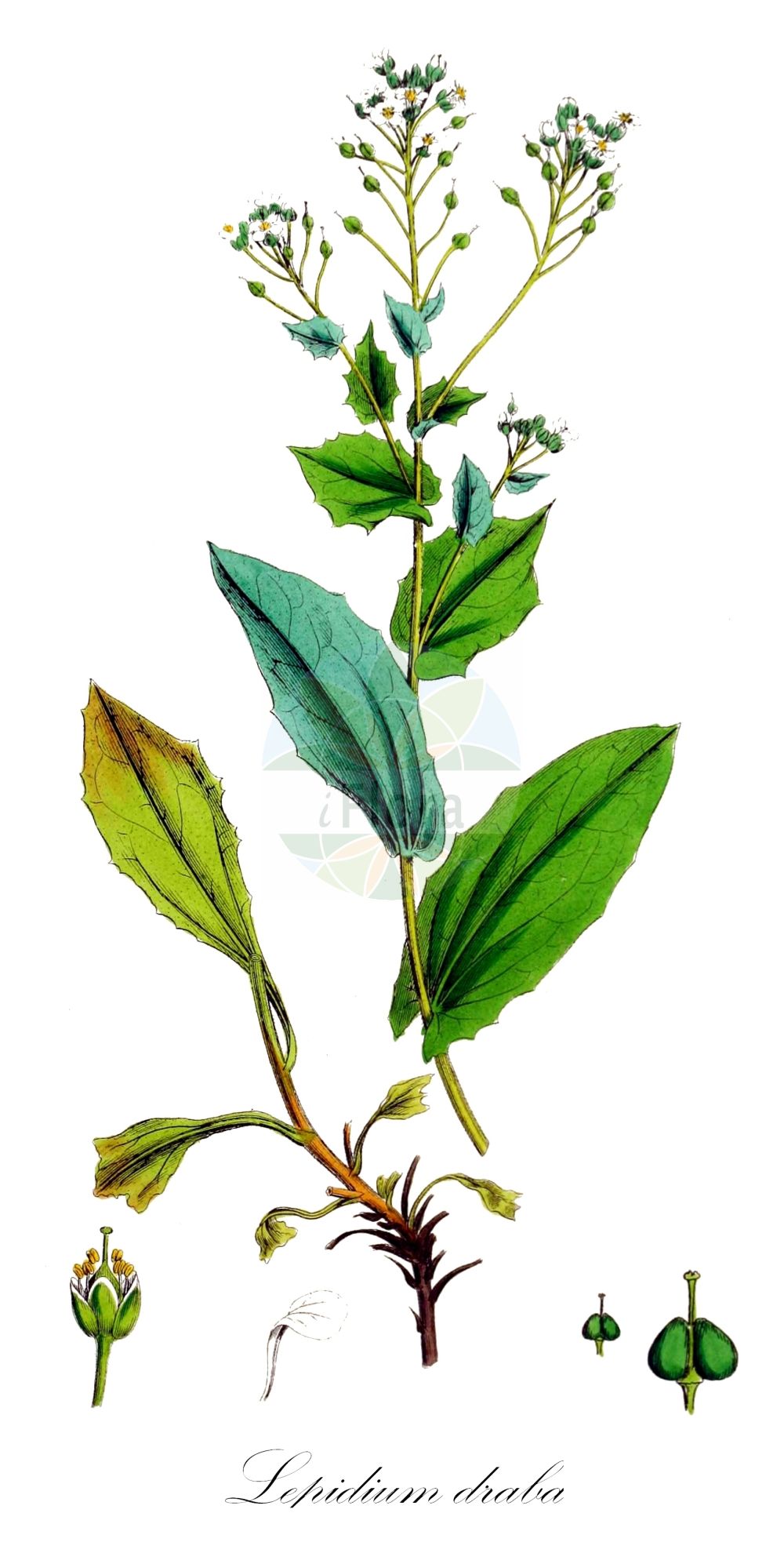 Historische Abbildung von Lepidium draba (Pfeilkresse - Hoary Cress). Das Bild zeigt Blatt, Bluete, Frucht und Same. ---- Historical Drawing of Lepidium draba (Pfeilkresse - Hoary Cress). The image is showing leaf, flower, fruit and seed.(Lepidium draba,Pfeilkresse,Hoary Cress,Cardaria draba,Lepidium draba,Pfeilkresse,Hoary Cress,Common Whitetop,Hoary Pepperwort,Whitetop,Whiteweed,Whitlow Pepperwort,Lepidium,Kresse,Pepperweed,Brassicaceae,Kreuzblütler,Cabbage family,Blatt,Bluete,Frucht,Same,leaf,flower,fruit,seed,Sowerby (1790-1813))