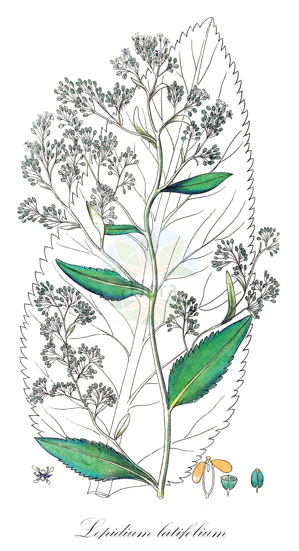 Historische Abbildung von Lepidium latifolium (Breitblättrige Kresse - Dittander). Das Bild zeigt Blatt, Bluete, Frucht und Same. ---- Historical Drawing of Lepidium latifolium (Breitblättrige Kresse - Dittander). The image is showing leaf, flower, fruit and seed.(Lepidium latifolium,Breitblättrige Kresse,Dittander,Lepidium latifolium,Lepidium latifolium L. subsp.,Lepidium latifolium L. var.,Lepidium latifolium var. velutinum,Breitblaettrige Kresse,Pfefferkraut,Dittander,Broad-leaved Cress,Broadleaved Pepperweed,Broad-leaved Pepperwort,Perennial Pepperweed,Lepidium,Kresse,Pepperweed,Brassicaceae,Kreuzblütler,Cabbage family,Blatt,Bluete,Frucht,Same,leaf,flower,fruit,seed,Svensk Botanik (Svensk Botanik))