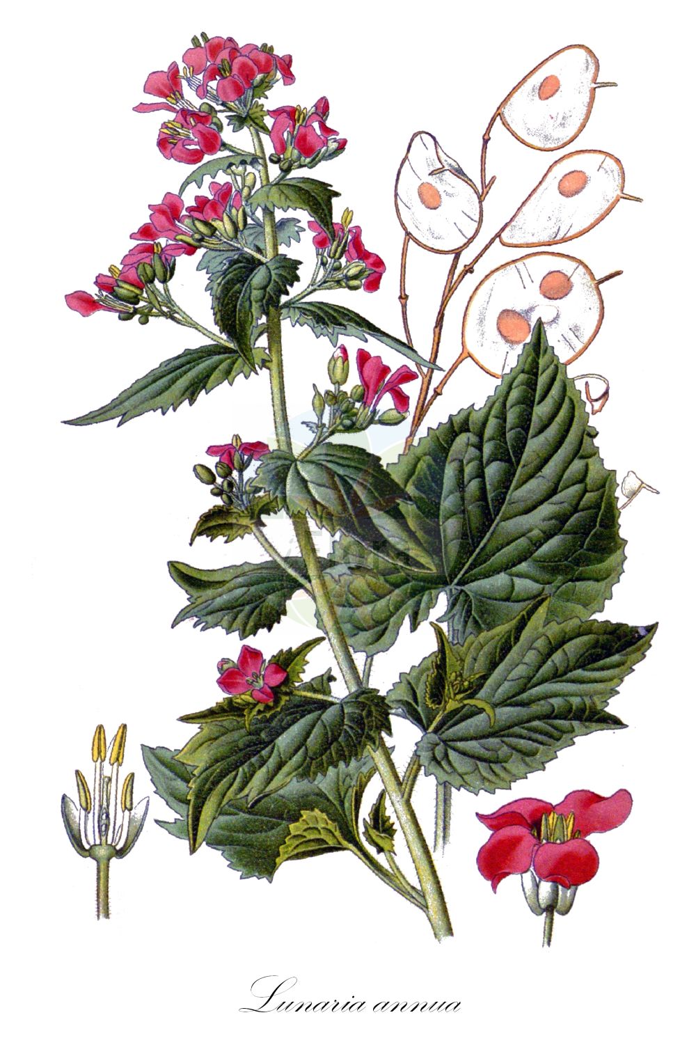 Historische Abbildung von Lunaria annua (Garten-Silberblatt - Honesty). Das Bild zeigt Blatt, Bluete, Frucht und Same. ---- Historical Drawing of Lunaria annua (Garten-Silberblatt - Honesty). The image is showing leaf, flower, fruit and seed.(Lunaria annua,Garten-Silberblatt,Honesty,Lunaria annua,Lunaria biennis,Garten-Silberblatt,Einjaehriges Silberblatt,Garten-Mondviole,Honesty,Annual Moonwort,Annual Honesty,Dollarplant,Moneyflower,Satinflower,Lunaria,Silberblatt,Honesty,Brassicaceae,Kreuzblütler,Cabbage family,Blatt,Bluete,Frucht,Same,leaf,flower,fruit,seed,Step et al. (1896-1897))