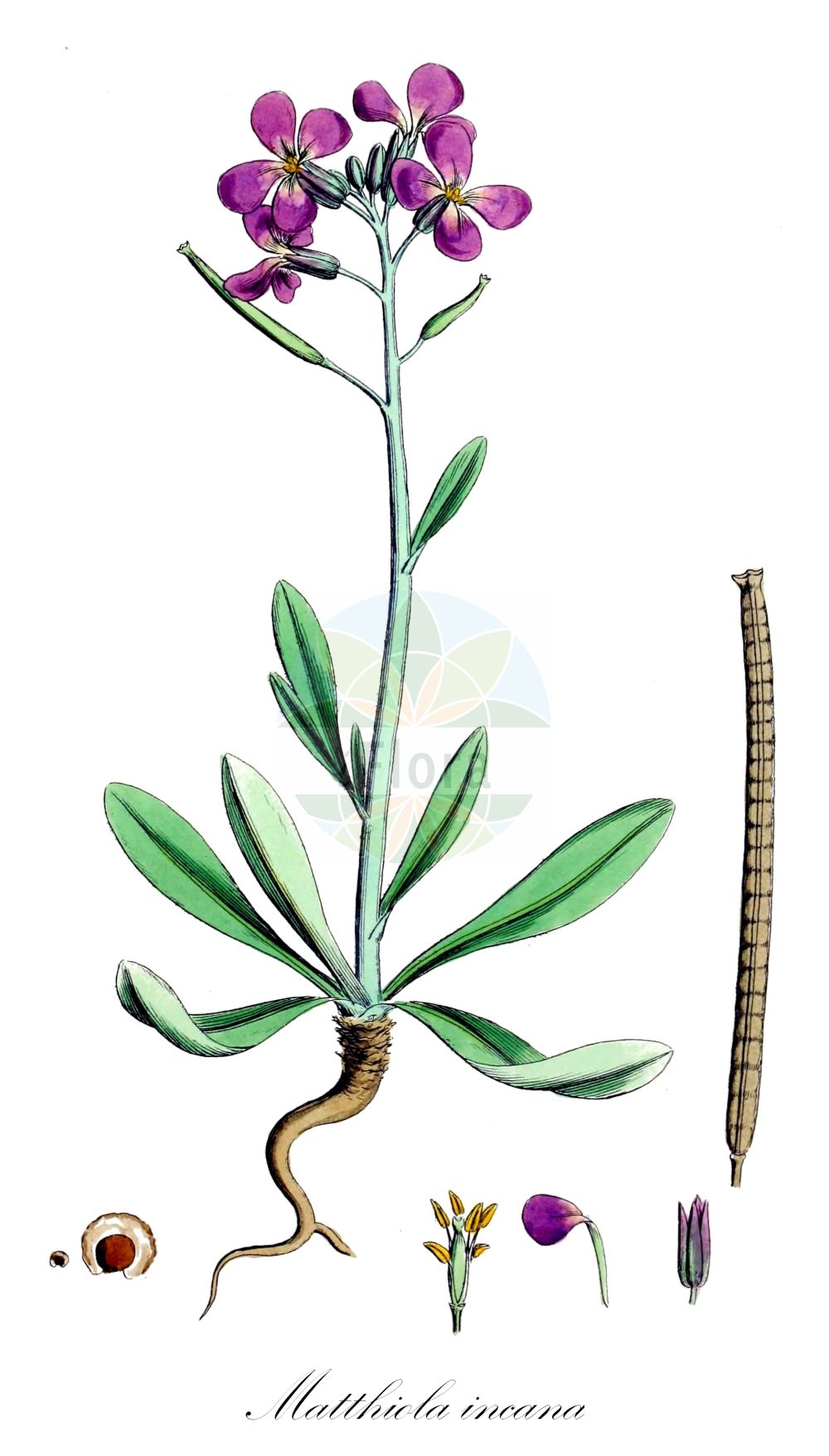 Historische Abbildung von Matthiola incana (Hoary Stock). Das Bild zeigt Blatt, Bluete, Frucht und Same. ---- Historical Drawing of Matthiola incana (Hoary Stock). The image is showing leaf, flower, fruit and seed.(Matthiola incana,Hoary Stock,Cheiranthus fenestralis,Cheiranthus graecus,Cheiranthus incanus,Matthiola glabra,Matthiola glabrata,Matthiola incana,Matthiola,Brassicaceae,Kreuzblütler,Cabbage family,Blatt,Bluete,Frucht,Same,leaf,flower,fruit,seed,Sowerby (1790-1813))