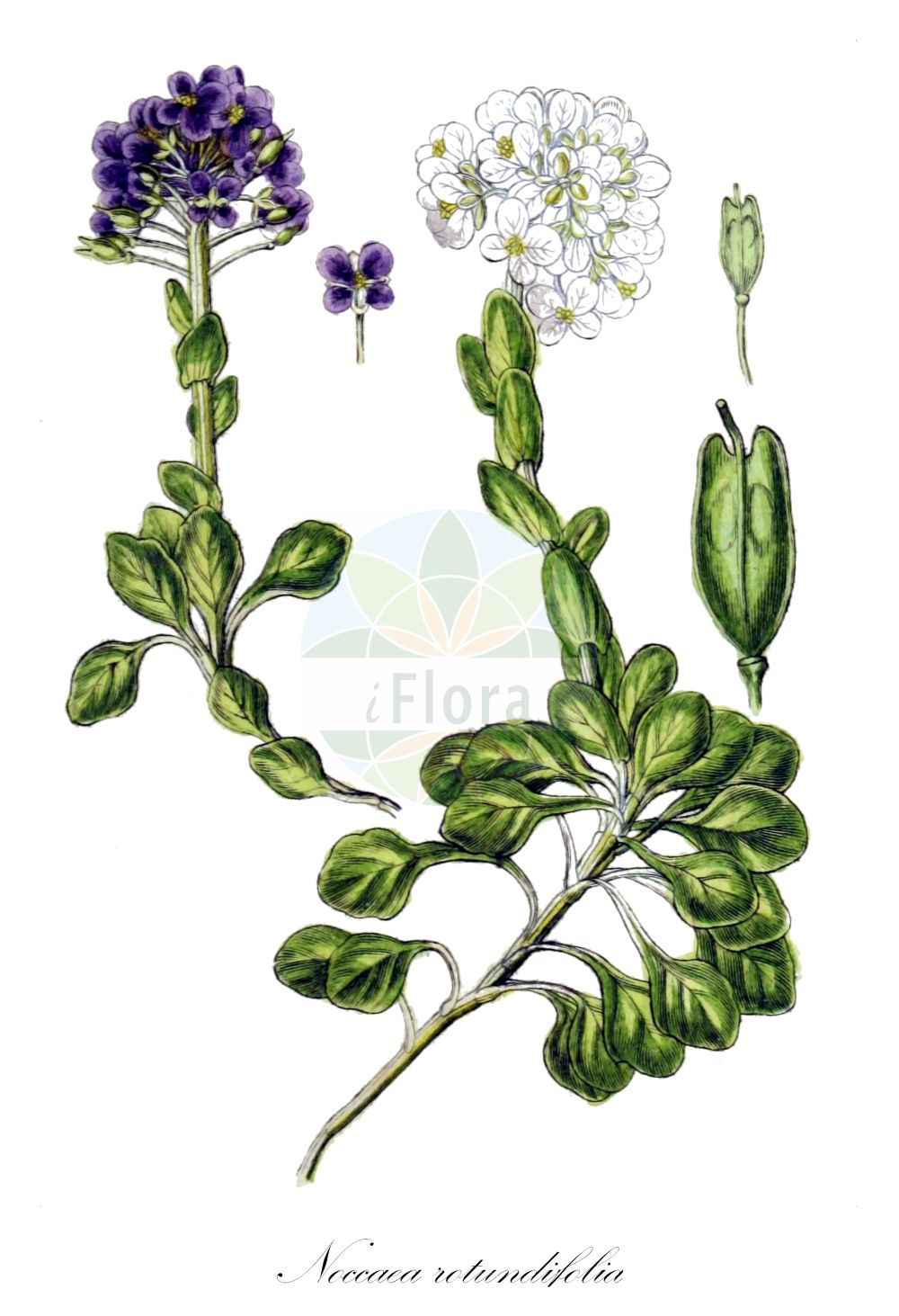 Historische Abbildung von Noccaea rotundifolia (Rundblättriges Hellerkraut - Round-leaved Penny-Cress). Das Bild zeigt Blatt, Bluete, Frucht und Same. ---- Historical Drawing of Noccaea rotundifolia (Rundblättriges Hellerkraut - Round-leaved Penny-Cress). The image is showing leaf, flower, fruit and seed.(Noccaea rotundifolia,Rundblättriges Hellerkraut,Round-leaved Penny-Cress,Iberis rotundifolia,Noccaea rotundifolia,Thlaspi cepaeifolium subsp. rotundifolium,Rundblaettriges Hellerkraut,Dickblaettriges Rundblaettriges Hellerkraut,Julisches Rundblaettriges Hellerkraut,Round-leaved Penny-Cress,Round-leaf Pennycress,Noccaea,Hellerkraut,Brassicaceae,Kreuzblütler,Cabbage family,Blatt,Bluete,Frucht,Same,leaf,flower,fruit,seed,Sturm (1796f))