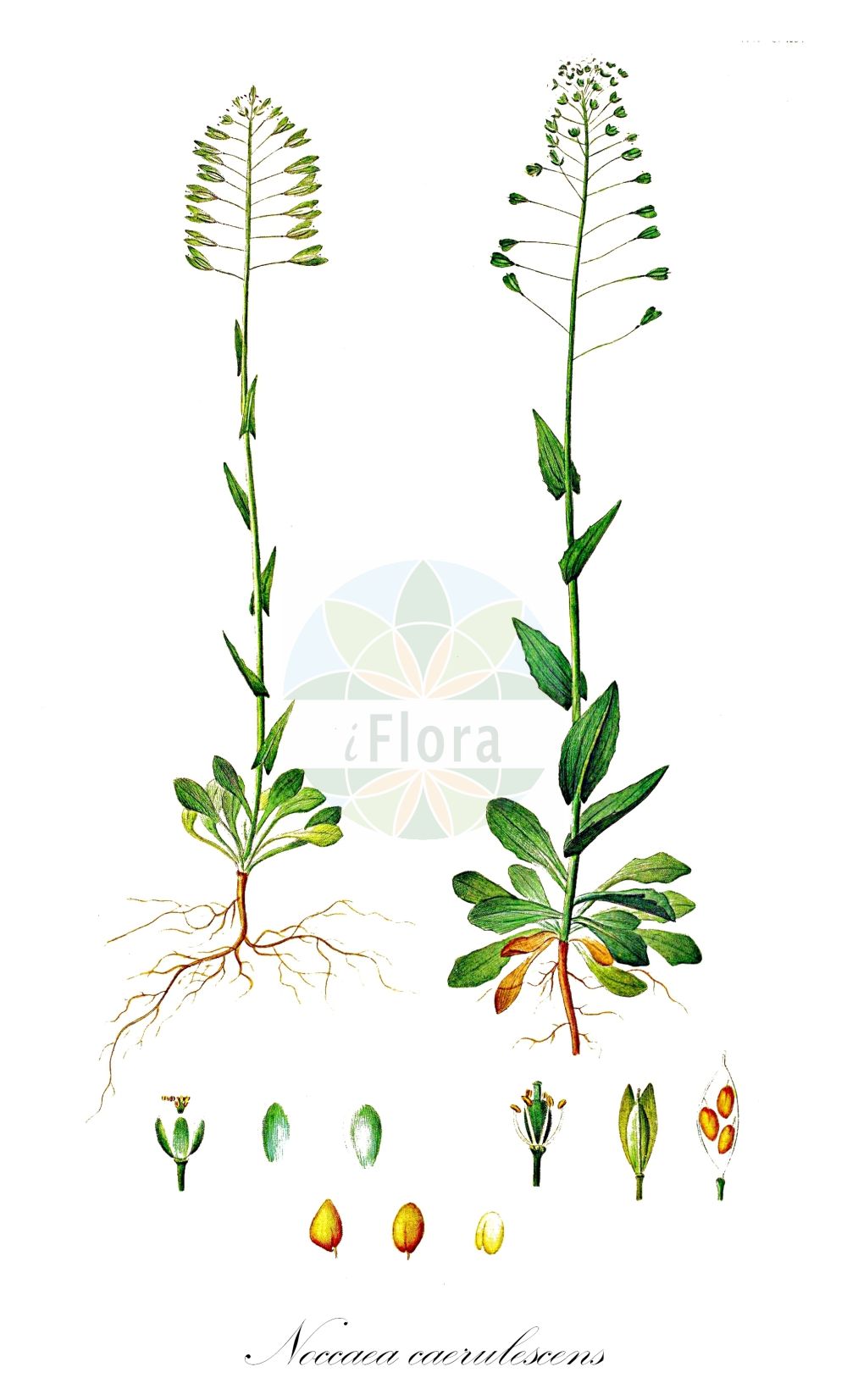 Historische Abbildung von Noccaea caerulescens (Gebirgs-Hellerkraut - Alpine Penny-cress). Das Bild zeigt Blatt, Bluete, Frucht und Same. ---- Historical Drawing of Noccaea caerulescens (Gebirgs-Hellerkraut - Alpine Penny-cress). The image is showing leaf, flower, fruit and seed.(Noccaea caerulescens,Gebirgs-Hellerkraut,Alpine Penny-cress,Noccaea caerulescens,Thlaspi caerulescens,Thlaspi calaminare,Thlaspi guadinianum,Thlaspi lereschii,Thlaspi mureti,Thlaspi pratulorum,Thlaspi rhaeticum,Thlaspi suecicum,Thlaspi tallonis,Thlaspi villarsianum,Thlaspi virgatum,Thlaspi vogesiacum,Thlaspi vulcanorum,Gebirgs-Hellerkraut,Galmei-Hellerkraut,Alpine Penny-cress,Alpine Pennygrass,Noccaea,Hellerkraut,Brassicaceae,Kreuzblütler,Cabbage family,Blatt,Bluete,Frucht,Same,leaf,flower,fruit,seed,Sowerby (1790-1813))