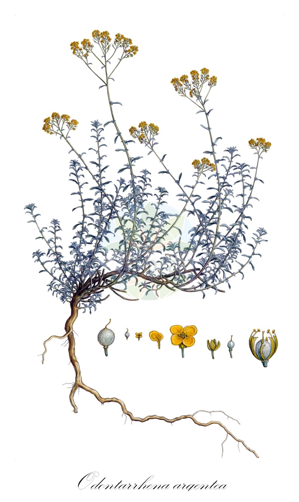 Historische Abbildung von Odontarrhena argentea. Das Bild zeigt Blatt, Bluete, Frucht und Same. ---- Historical Drawing of Odontarrhena argentea. The image is showing leaf, flower, fruit and seed.(Odontarrhena argentea,Adyseton argenteum,Alyssum argenteum,Alyssum elatum,Lunaria argentea,Odontarrhena argentea,Odontarrhena,Brassicaceae,Kreuzblütler,Cabbage family,Blatt,Bluete,Frucht,Same,leaf,flower,fruit,seed,Sibthorp & Smith (1806-1840))