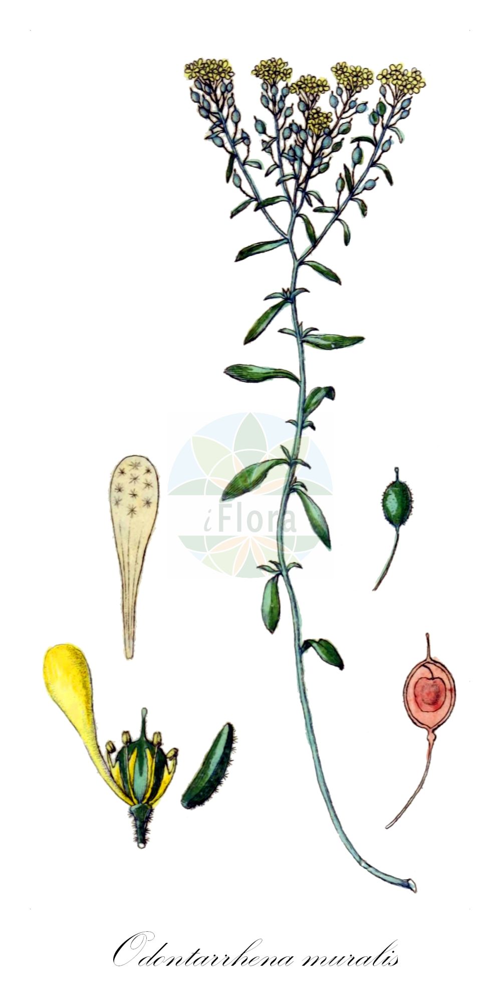 Historische Abbildung von Odontarrhena muralis (Silbriges Steinkraut - Silver Alison). Das Bild zeigt Blatt, Bluete, Frucht und Same. ---- Historical Drawing of Odontarrhena muralis (Silbriges Steinkraut - Silver Alison). The image is showing leaf, flower, fruit and seed.(Odontarrhena muralis,Silbriges Steinkraut,Silver Alison,Adyseton murale,Alyssum argenteoides,Alyssum caucasicum,Alyssum decipiens,Alyssum degenianum,Alyssum mesopotamicum,Alyssum murale,Alyssum murale Waldst. &,Alyssum pichleri,Alyssum rubricaule,Alyssum tenuiramea,Alyssum trochocarpum,Odontarrhena clypeolata,Odontarrhena muralis,Odontarrhena rubricaulis,Odontarrhena tmolea,Silbriges Steinkraut,Silver Alison,Yellow Tuft,Odontarrhena,Brassicaceae,Kreuzblütler,Cabbage family,Blatt,Bluete,Frucht,Same,leaf,flower,fruit,seed,Sturm (1796f))
