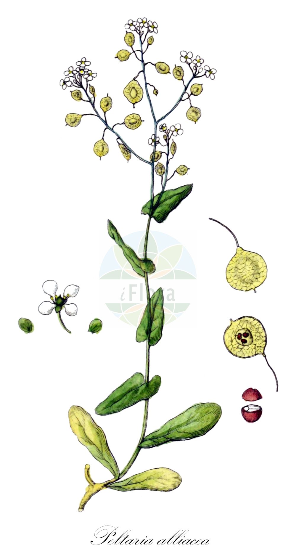 Historische Abbildung von Peltaria alliacea. Das Bild zeigt Blatt, Bluete, Frucht und Same. ---- Historical Drawing of Peltaria alliacea. The image is showing leaf, flower, fruit and seed.(Peltaria alliacea,Peltaria alliacea,Peltaria perennis,Peltaria,Brassicaceae,Kreuzblütler,Cabbage family,Blatt,Bluete,Frucht,Same,leaf,flower,fruit,seed,Sturm (1796f))