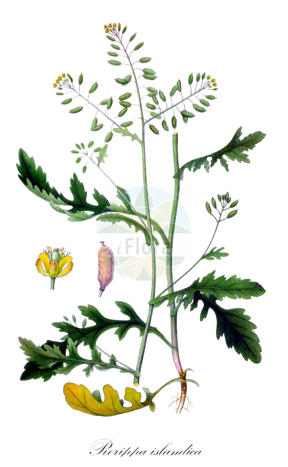 Historische Abbildung von Rorippa islandica (Isländische Sumpfkresse - Northern Yellow-cress). Das Bild zeigt Blatt, Bluete, Frucht und Same. ---- Historical Drawing of Rorippa islandica (Isländische Sumpfkresse - Northern Yellow-cress). The image is showing leaf, flower, fruit and seed.(Rorippa islandica,Isländische Sumpfkresse,Northern Yellow-cress,Radicula palustris,Rorippa islandica,Rorippa terrestris,Sisymbrium islandicum,Islaendische Sumpfkresse,Northern Yellow-cress,Northern Marsh Yellowcress,Rorippa,Sumpfkresse,Yellowcress,Brassicaceae,Kreuzblütler,Cabbage family,Blatt,Bluete,Frucht,Same,leaf,flower,fruit,seed,Lindman (1901-1905))