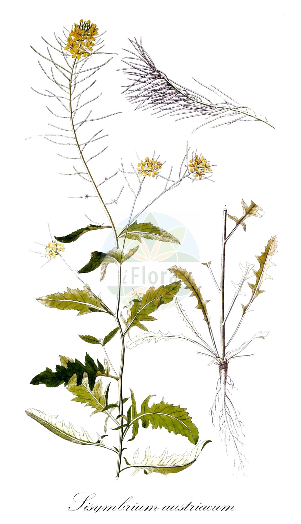 Historische Abbildung von Sisymbrium austriacum (Österreichische Rauke - Austrian Rocket). Das Bild zeigt Blatt, Bluete, Frucht und Same. ---- Historical Drawing of Sisymbrium austriacum (Österreichische Rauke - Austrian Rocket). The image is showing leaf, flower, fruit and seed.(Sisymbrium austriacum,Österreichische Rauke,Austrian Rocket,Sisymbrium austriacum,Sisymbrium multisiliquosum,Sisymbrium pyrenaicum subsp. austriacum,Österreichische Rauke,Austrian Rocket,Jeweled Rocket,Sisymbrium,Rauke,Hedgemustard,Brassicaceae,Kreuzblütler,Cabbage family,Blatt,Bluete,Frucht,Same,leaf,flower,fruit,seed,von Jacquin (1770-1776))