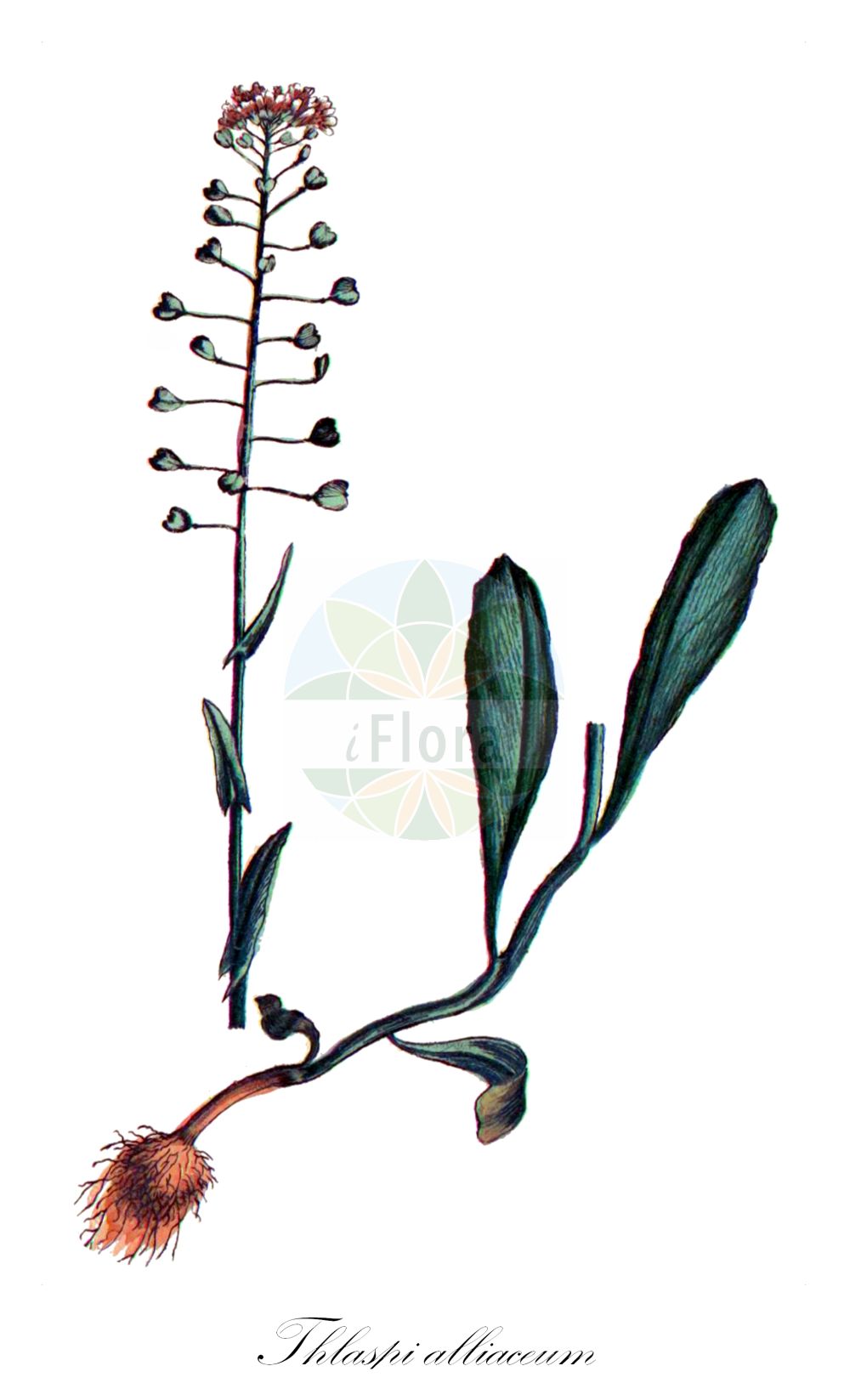 Historische Abbildung von Thlaspi alliaceum (Lauch-Hellerkraut - Garlic Penny-cress). Das Bild zeigt Blatt, Bluete, Frucht und Same. ---- Historical Drawing of Thlaspi alliaceum (Lauch-Hellerkraut - Garlic Penny-cress). The image is showing leaf, flower, fruit and seed.(Thlaspi alliaceum,Lauch-Hellerkraut,Garlic Penny-cress,Thlaspi alliaceum,Lauch-Hellerkraut,Garlic Penny-cress,Roadside Pennycress,Thlaspi,Hellerkraut,Pennycress,Brassicaceae,Kreuzblütler,Cabbage family,Blatt,Bluete,Frucht,Same,leaf,flower,fruit,seed,Bulliard (1776-1781))