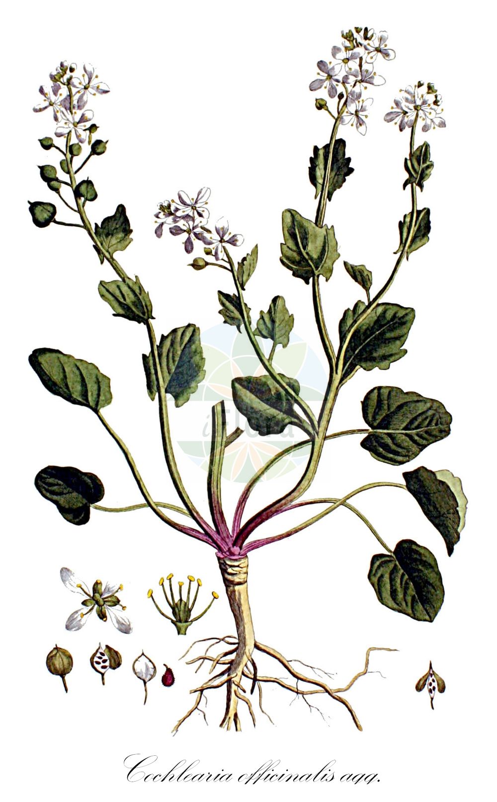 Historische Abbildung von Cochlearia officinalis agg. (Gewöhnliches Löffelkraut - Common Scurvygrass). Das Bild zeigt Blatt, Bluete, Frucht und Same. ---- Historical Drawing of Cochlearia officinalis agg. (Gewöhnliches Löffelkraut - Common Scurvygrass). The image is showing leaf, flower, fruit and seed.(Cochlearia officinalis agg.,Gewöhnliches Löffelkraut,Common Scurvygrass,Gewoehnliches Loeffelkraut,Common Scurvygrass,Scorbute Grass,Scurvygrass,Spoonwort,Cochlearia,Löffelkraut,Scurvygrass,Brassicaceae,Kreuzblütler,Cabbage family,Blatt,Bluete,Frucht,Same,leaf,flower,fruit,seed,Kops (1800-1934))