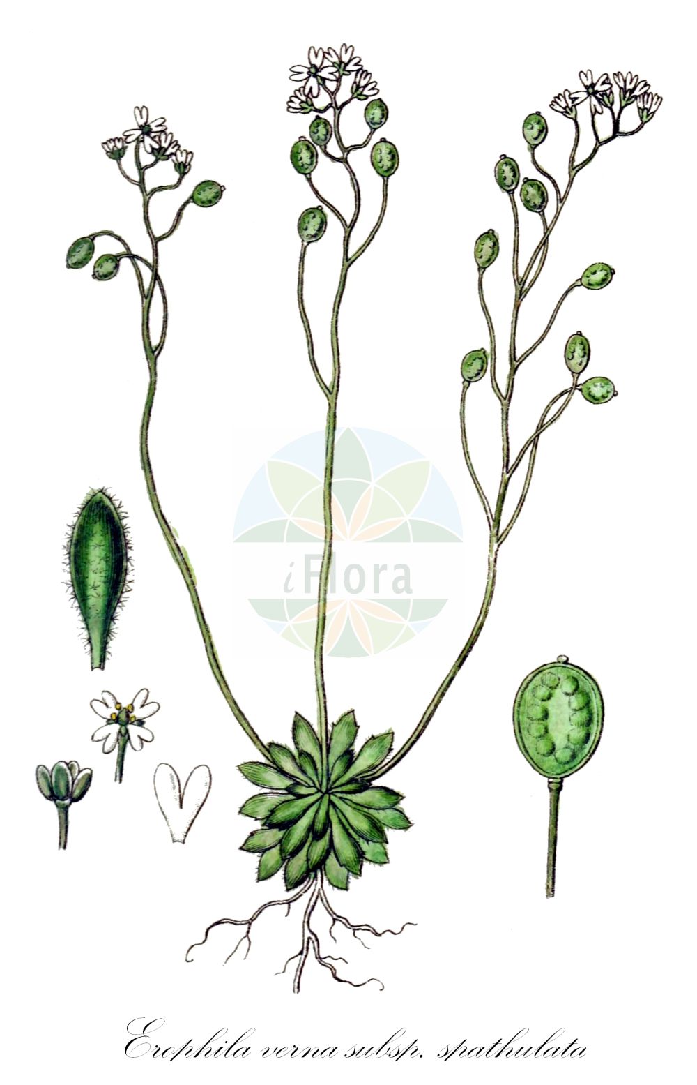 Historische Abbildung von Erophila verna subsp. spathulata (Rundfrüchtiges Hungerblümchen - Fruited Whitlowgrass). Das Bild zeigt Blatt, Bluete, Frucht und Same. ---- Historical Drawing of Erophila verna subsp. spathulata (Rundfrüchtiges Hungerblümchen - Fruited Whitlowgrass). The image is showing leaf, flower, fruit and seed.(Erophila verna subsp. spathulata,Rundfrüchtiges Hungerblümchen,Fruited Whitlowgrass,Erophila verna subsp. spathulata,Rundfruechtiges Hungerbluemchen,Spateliges Hungerbluemchen,Fruited Whitlowgrass,Erophila,Hungerblümchen,Withlowgrass,Brassicaceae,Kreuzblütler,Cabbage family,Blatt,Bluete,Frucht,Same,leaf,flower,fruit,seed,Sturm (1796f))