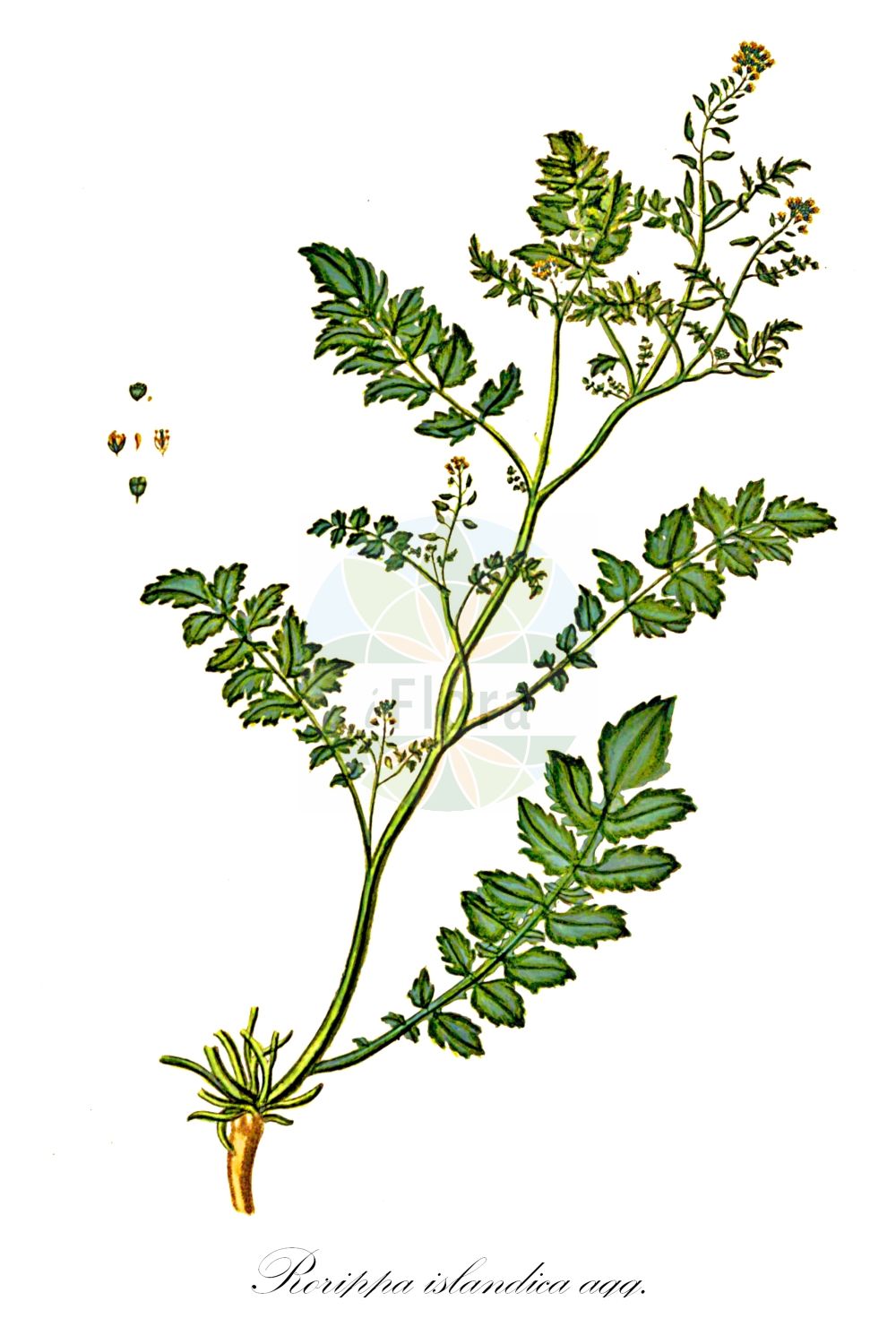 Historische Abbildung von Rorippa islandica agg. (Isländische Sumpfkresse - Northern Yellow-cress). Das Bild zeigt Blatt, Bluete, Frucht und Same. ---- Historical Drawing of Rorippa islandica agg. (Isländische Sumpfkresse - Northern Yellow-cress). The image is showing leaf, flower, fruit and seed.(Rorippa islandica agg.,Isländische Sumpfkresse,Northern Yellow-cress,Islaendische Sumpfkresse,Northern Yellow-cress,Marsh Yellowcress,Northern Marshcress,Rorippa,Sumpfkresse,Yellowcress,Brassicaceae,Kreuzblütler,Cabbage family,Blatt,Bluete,Frucht,Same,leaf,flower,fruit,seed,Oeder (1761-1883))