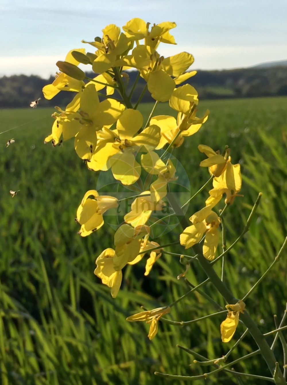 Foto von Brassica napus (Raps - Rape). Das Bild zeigt Bluete. Das Foto wurde in Hessen, Deutschland, Oberrheinisches Tiefland und Rhein-Main-Ebene, Untermainebene aufgenommen. ---- Photo of Brassica napus (Raps - Rape). The image is showing flower. The picture was taken in Hesse, Germany, Oberrheinisches Tiefland and Rhein-Main-Ebene, Untermainebene.(Brassica napus,Raps,Rape,Brassica napus,Brassica oleifera,Brassica rapa subsp. napus,Raps,Kohlruebe,Lewat,Unterkohlrabi,Wruke,Rape,Rapeseed,Coleseed,Colza,Oilseed Rape,Swede,Brassica,Kohl,Brassicas,Brassicaceae,Kreuzblütler,Cabbage family,Bluete,flower)