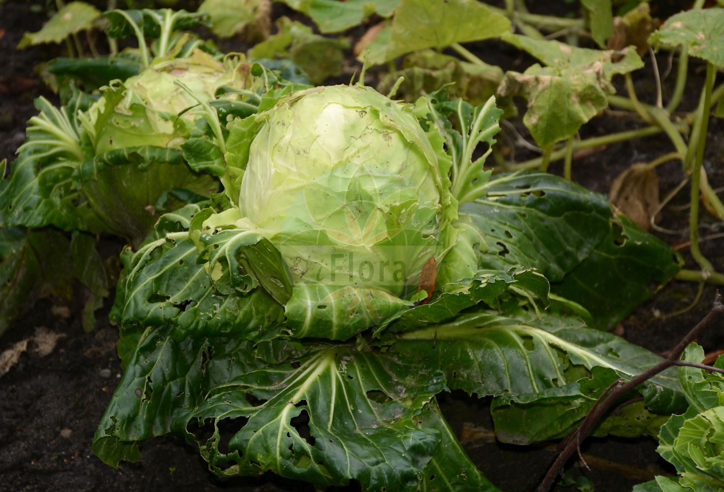 Foto von Brassica oleracea (Gemüse-Kohl - Cabbage). Das Bild zeigt Blatt. Das Foto wurde in Münster, Nordrhein-Westfalen, Deutschland aufgenommen. ---- Photo of Brassica oleracea (Gemüse-Kohl - Cabbage). The image is showing leaf. The picture was taken in Muenster, North Rhine-Westphalia, Germany.(Brassica oleracea,Gemüse-Kohl,Cabbage,Brassica oleracea,Gemuese-Kohl,Cabbage,Wild Cabbage,Brassica,Kohl,Brassicas,Brassicaceae,Kreuzblütler,Cabbage family,Blatt,leaf)