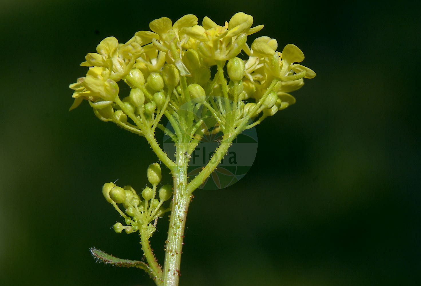 Foto von Bunias orientalis (Orientalisches Zackenschötchen - Warty-cabbage). Das Bild zeigt Bluete. Das Foto wurde in Dreienberg, Friedewald, Hersfeld-Rotenburg, Hessen, Deutschland, Rhön aufgenommen. ---- Photo of Bunias orientalis (Orientalisches Zackenschötchen - Warty-cabbage). The image is showing flower. The picture was taken in Dreienberg, Friedewald, Hersfeld-Rotenburg, Hesse, Germany, Rhoen.(Bunias orientalis,Orientalisches Zackenschötchen,Warty-cabbage,Bunias orientalis,Orientalisches Zackenschoetchen,Warty-cabbage,Hill Mustard,Turkish Rocket,Turkish Warty Cabbage,Warted Bunias,Bunias,Zackenschötchen,Warty-cabbage,Brassicaceae,Kreuzblütler,Cabbage family,Bluete,flower)
