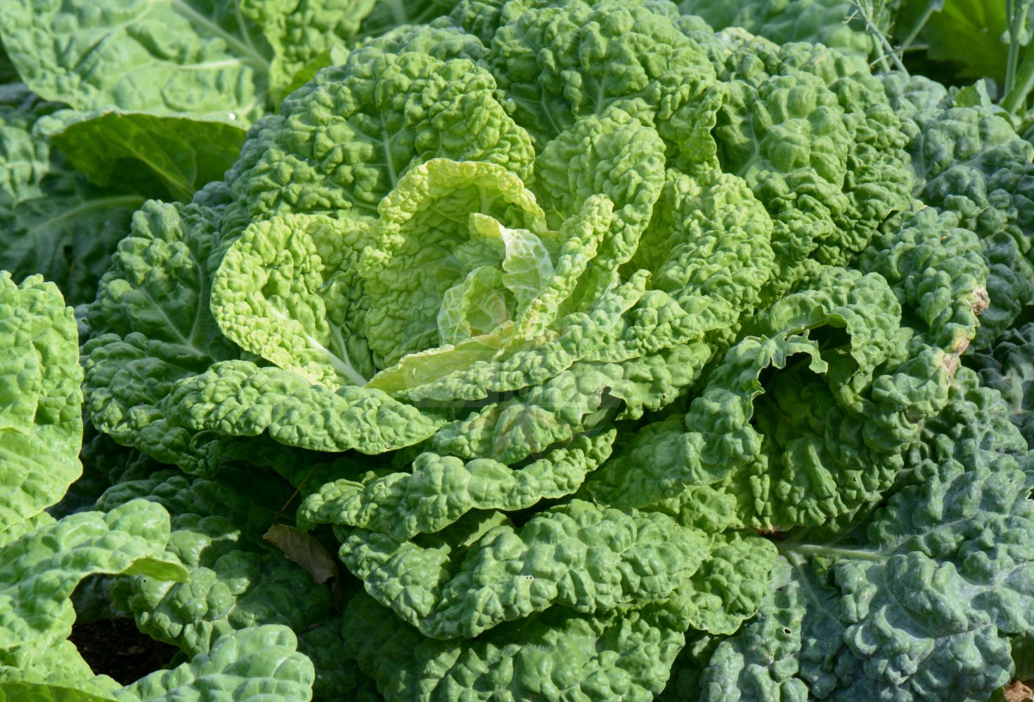 Foto von Brassica oleracea (Gemüse-Kohl - Cabbage). Das Bild zeigt Blatt. Das Foto wurde in Düsseldorf, Nordrhein-Westfalen, Deutschland aufgenommen. ---- Photo of Brassica oleracea (Gemüse-Kohl - Cabbage). The image is showing leaf. The picture was taken in Dusseldorf, North Rhine-Westphalia, Germany.(Brassica oleracea,Gemüse-Kohl,Cabbage,Brassica oleracea,Gemuese-Kohl,Cabbage,Wild Cabbage,Brassica,Kohl,Brassicas,Brassicaceae,Kreuzblütler,Cabbage family,Blatt,leaf)