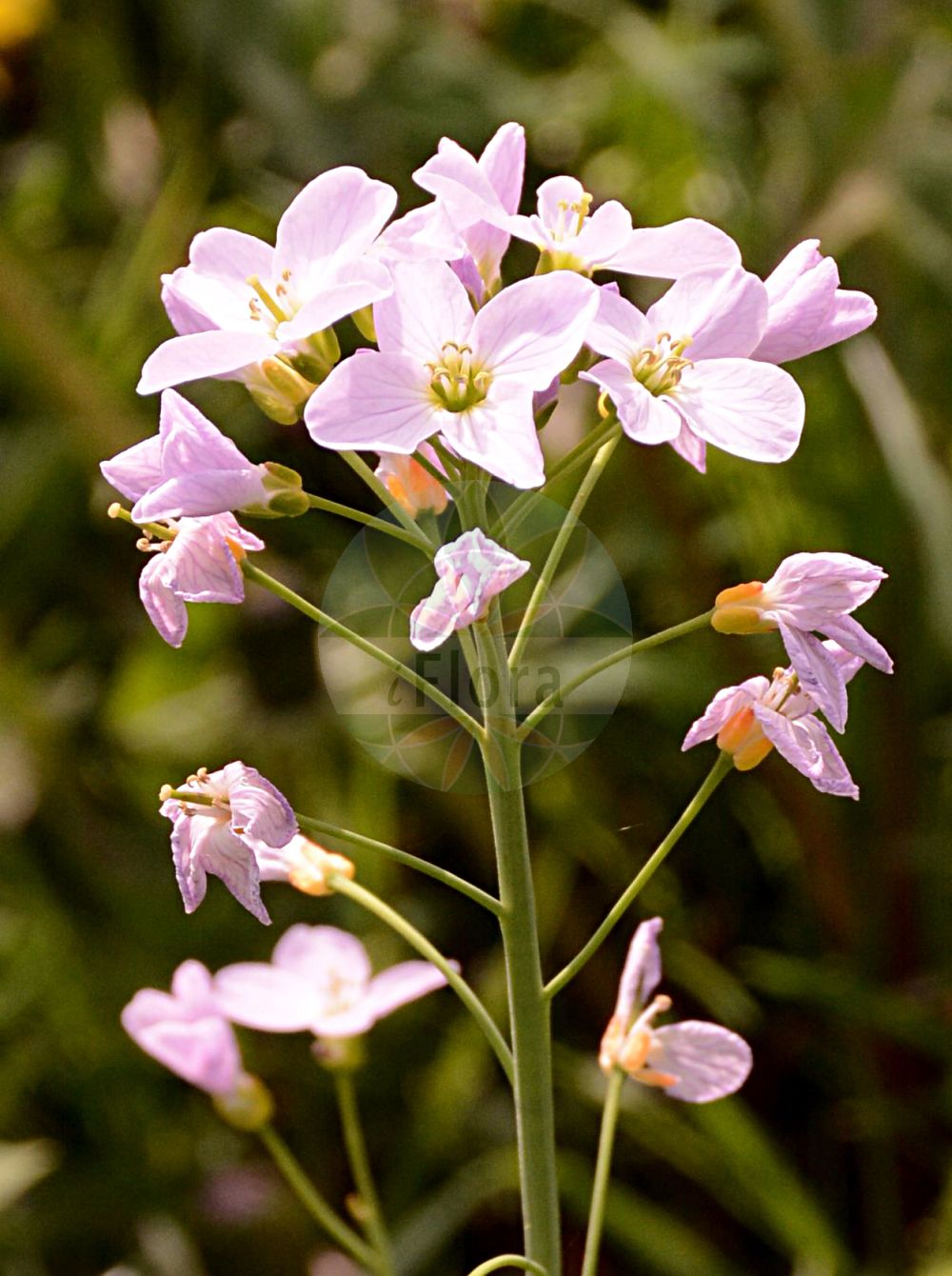 Foto von Cardamine pratensis (Wiesen-Schaumkraut - Cuckooflower). Das Bild zeigt Bluete. ---- Photo of Cardamine pratensis (Wiesen-Schaumkraut - Cuckooflower). The image is showing flower.(Cardamine pratensis,Wiesen-Schaumkraut,Cuckooflower,Cardamine nemorosa,Cardamine pratensis,Cardamine praticola,Cardamine udicola,Cardamine ullepiciana,Wiesen-Schaumkraut,Cuckooflower,Cuckoo Bittercress,Lady's Smock,Cardamine,Schaumkraut,Bittercress,Brassicaceae,Kreuzblütler,Cabbage family,Bluete,flower)