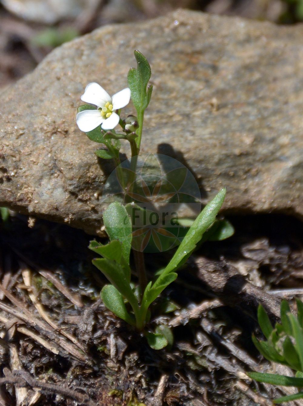 Foto von Cardamine resedifolia (Resedablättriges Schaumkraut - Mignonette-leaved Bittercress). Das Bild zeigt Blatt und Bluete. Das Foto wurde in Stilfserjoch, Bormio, Lombardia, Italien, Alpen aufgenommen. ---- Photo of Cardamine resedifolia (Resedablättriges Schaumkraut - Mignonette-leaved Bittercress). The image is showing leaf and flower. The picture was taken in Stilfserjoch, Bormio, Lombardia, Italy, Alps.(Cardamine resedifolia,Resedablättriges Schaumkraut,Mignonette-leaved Bittercress,Cardamine gelida,Cardamine heterophylla,Cardamine nivalis,Cardamine resedifolia,Cardamine resedifolia var. dacica,Resedablaettriges Schaumkraut,Mignonette-leaved Bittercress,Cardamine,Schaumkraut,Bittercress,Brassicaceae,Kreuzblütler,Cabbage family,Blatt,Bluete,leaf,flower)
