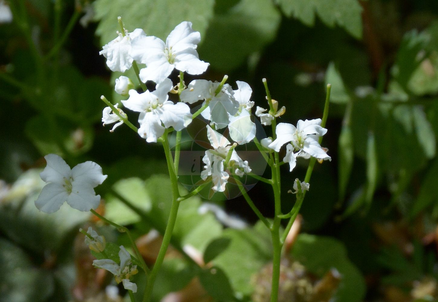 Foto von Cardamine trifolia (Kleeblättriges Schaumkraut - Trefoil Cress). Das Bild zeigt Blatt, Bluete und Frucht. Das Foto wurde in München, Bayern, Deutschland aufgenommen. ---- Photo of Cardamine trifolia (Kleeblättriges Schaumkraut - Trefoil Cress). The image is showing leaf, flower and fruit. The picture was taken in Munich, Bavaria, Germany.(Cardamine trifolia,Kleeblättriges Schaumkraut,Trefoil Cress,Cardamine trifolia,Kleeblaettriges Schaumkraut,Dreiblatt-Schaumkraut,Trefoil Cress,Three-leaved Cuckooflower,Trifoliate Bittercress,Cardamine,Schaumkraut,Bittercress,Brassicaceae,Kreuzblütler,Cabbage family,Blatt,Bluete,Frucht,leaf,flower,fruit)