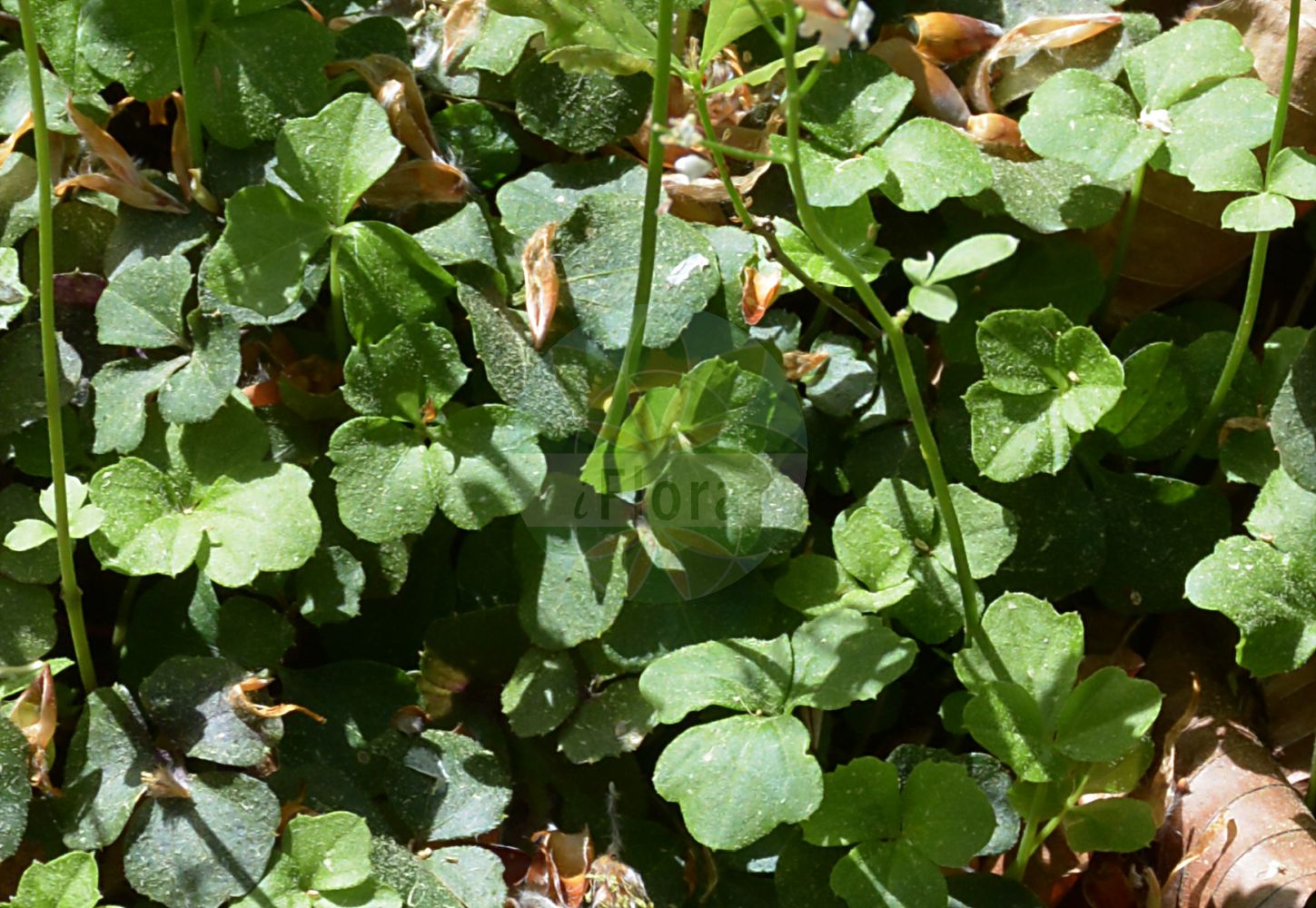 Foto von Cardamine trifolia (Kleeblättriges Schaumkraut - Trefoil Cress). Das Bild zeigt Blatt. Das Foto wurde in München, Bayern, Deutschland aufgenommen. ---- Photo of Cardamine trifolia (Kleeblättriges Schaumkraut - Trefoil Cress). The image is showing leaf. The picture was taken in Munich, Bavaria, Germany.(Cardamine trifolia,Kleeblättriges Schaumkraut,Trefoil Cress,Cardamine trifolia,Kleeblaettriges Schaumkraut,Dreiblatt-Schaumkraut,Trefoil Cress,Three-leaved Cuckooflower,Trifoliate Bittercress,Cardamine,Schaumkraut,Bittercress,Brassicaceae,Kreuzblütler,Cabbage family,Blatt,leaf)
