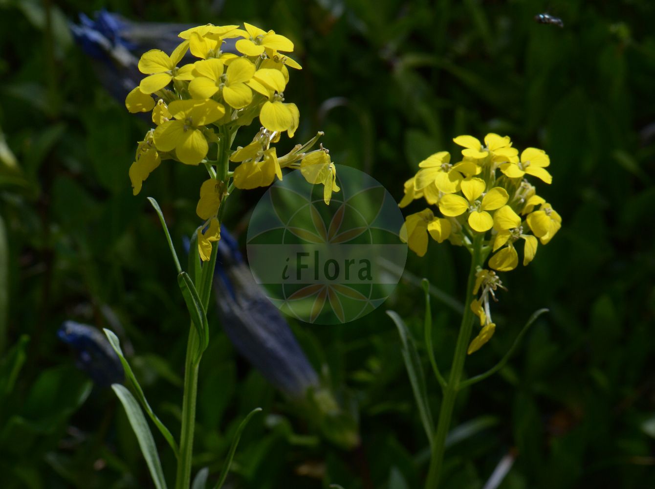 Foto von Biscutella laevigata (Glattfrüchtiges Brillenschötchen - Buckler-mustard). Das Foto wurde in Villacher Alpe, Villach, Kärnten, Österreich aufgenommen. ---- Photo of Biscutella laevigata (Glattfrüchtiges Brillenschötchen - Buckler-mustard). The picture was taken in Villacher Alpe, Villach, Carinthia, Austria.(Biscutella laevigata,Glattfrüchtiges Brillenschötchen,Buckler-mustard,Biscutella laevigata,Glattfruechtiges Brillenschoetchen,Blattloses Brillenschoetchen,Brillenschoetchen,Glattes Brillenschoetchen,Kerners Brillenschoetchen,Schmalblaettriges Brillenschoetchen,Veraenderliches Brillenschoetchen,Westfaelisches Brillenschoetchen,Zerbrechliches Brillenschoetchen,Buckler-mustard,Biscutella,Brillenschötchen,Buckler Mustard,Brassicaceae,Kreuzblütler,Cabbage family)