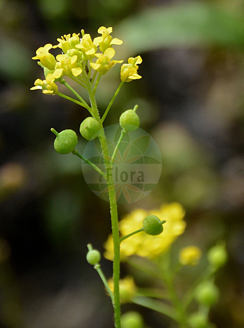 Foto von Neslia paniculata (Finkensame - Ball Mustard). ---- Photo of Neslia paniculata (Finkensame - Ball Mustard).(Neslia paniculata,Finkensame,Ball Mustard,Myagrum paniculatum,Neslia paniculata,Vogelia apiculata,Vogelia paniculata,Finkensame,Ball Mustard,Neslia,Finkensame,Ball Mustard,Brassicaceae,Kreuzblütler,Cabbage family)