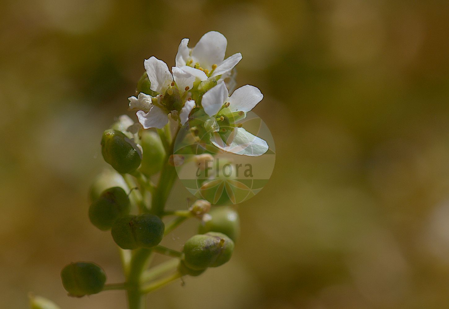 Foto von Cochlearia officinalis (Gewöhnliches Löffelkraut - Common Scurvygrass). Das Foto wurde in Stockholm, Schweden aufgenommen. ---- Photo of Cochlearia officinalis (Gewöhnliches Löffelkraut - Common Scurvygrass). The picture was taken in Stockholm, Sweden.(Cochlearia officinalis,Gewöhnliches Löffelkraut,Common Scurvygrass,Cochlearia officinalis,Gewoehnliches Loeffelkraut,Echtes Loeffelkraut,Echtes Loeffelkraut,Gebraeuchliches Loeffelkraut,Common Scurvygrass,Danish Scurvygrass,Common & Long-leaved Scurvygrass,Scorbute Grass,Scurvygrass,Spoonwort,Cochlearia,Löffelkraut,Scurvygrass,Brassicaceae,Kreuzblütler,Cabbage family)