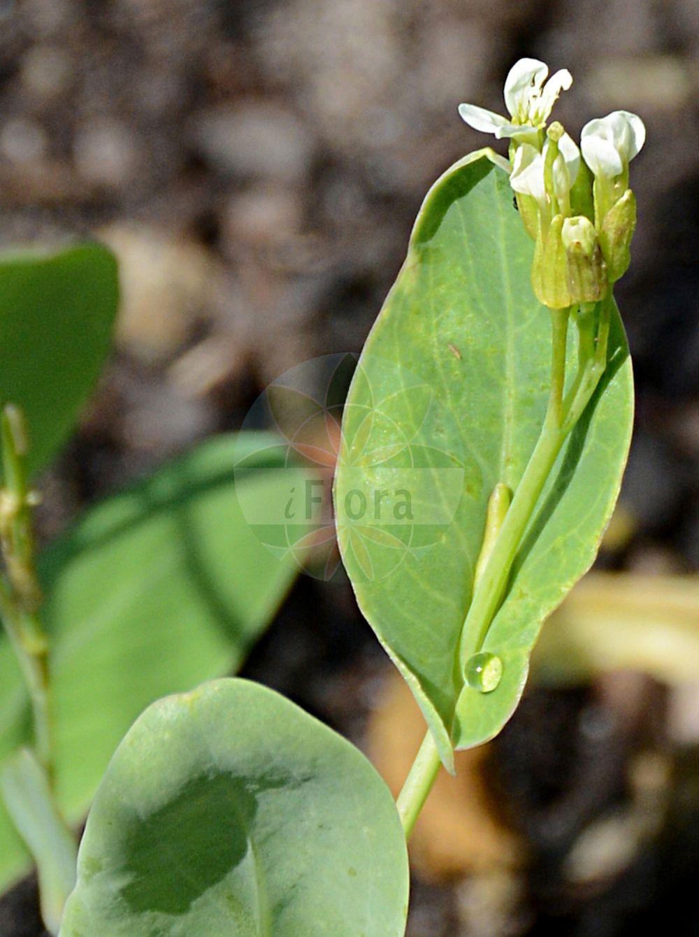 Foto von Conringia orientalis (Orientalischer Ackerkohl - Hare's-ear Mustard). Das Foto wurde in Bremen, Deutschland aufgenommen. ---- Photo of Conringia orientalis (Orientalischer Ackerkohl - Hare's-ear Mustard). The picture was taken in Bremen, Germany.(Conringia orientalis,Orientalischer Ackerkohl,Hare's-ear Mustard,Brassica orientalis,Conringia orientalis,Conringia perfoliata,Erysimum orientale,Orientalischer Ackerkohl,Ackerkohl,Weisser Ackerkohl,Hare's-ear Mustard,Hare's-ear Cabbage,Hare's-ear Treacle,Hare's-ear Treacle Mustard,Conringia,Ackerkohl,Hare's Ear Mustard,Brassicaceae,Kreuzblütler,Cabbage family)