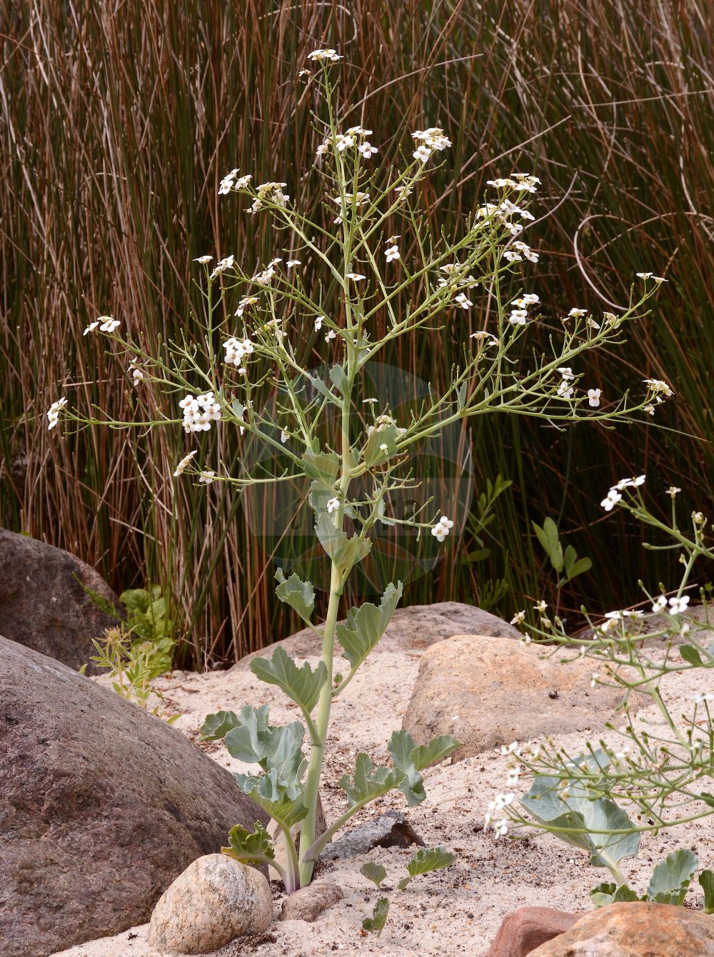 Foto von Crambe maritima (Echter Meerkohl - Sea-kale). Das Foto wurde in Berlin, Deutschland aufgenommen. ---- Photo of Crambe maritima (Echter Meerkohl - Sea-kale). The picture was taken in Berlin, Germany.(Crambe maritima,Echter Meerkohl,Sea-kale,Crambe maritima,Crambe pontica,Echter Meerkohl,Sea-kale,Crambe,Meerkohl,Sea-kale,Brassicaceae,Kreuzblütler,Cabbage family)