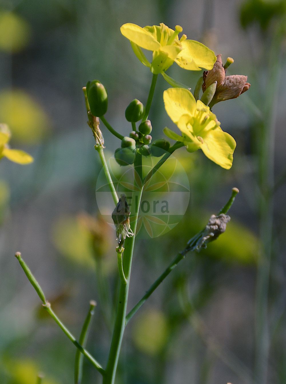 Foto von Diplotaxis tenuifolia (Schmalblättriger Doppelsame - Perennial Wall-rocket). Das Foto wurde in Mainz, Rheinland-Pfalz, Deutschland aufgenommen. ---- Photo of Diplotaxis tenuifolia (Schmalblättriger Doppelsame - Perennial Wall-rocket). The picture was taken in Mainz, Rhineland-Palatinate, Germany.(Diplotaxis tenuifolia,Schmalblättriger Doppelsame,Perennial Wall-rocket,Diplotaxis tenuifolia,Sisymbrium tenuifolium,Schmalblaettriger Doppelsame,Schmalblaettrige Doppelrauke,Stinkrauke,Perennial Wall-rocket,Sand Rocket,Slim-leaf Wall Rocket,Wall Rocket,Diplotaxis,Doppelsame,Wallrocket,Brassicaceae,Kreuzblütler,Cabbage family)