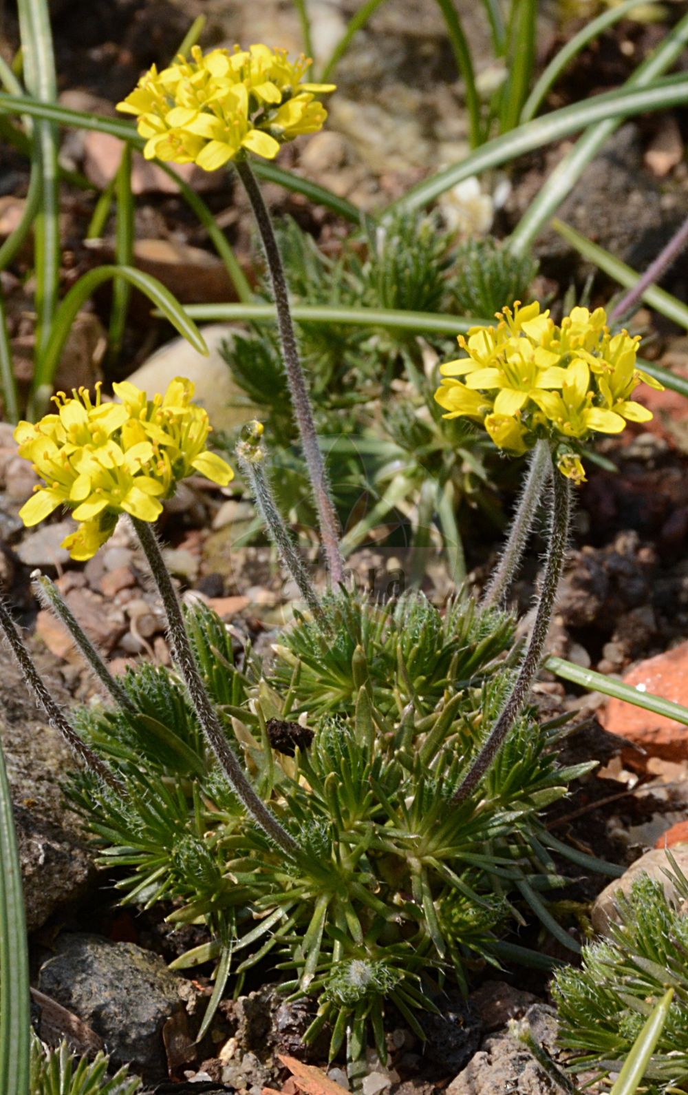 Foto von Draba aizoides (Immergrünes Hungerblümchen - Yellow Whitlowgrass). ---- Photo of Draba aizoides (Immergrünes Hungerblümchen - Yellow Whitlowgrass).(Draba aizoides,Immergrünes Hungerblümchen,Yellow Whitlowgrass,Draba affinis,Draba aizoides,Immergruenes Hungerbluemchen,Yellow Whitlowgrass,Draba,Felsenblümchen,Whitlowgrass,Brassicaceae,Kreuzblütler,Cabbage family)