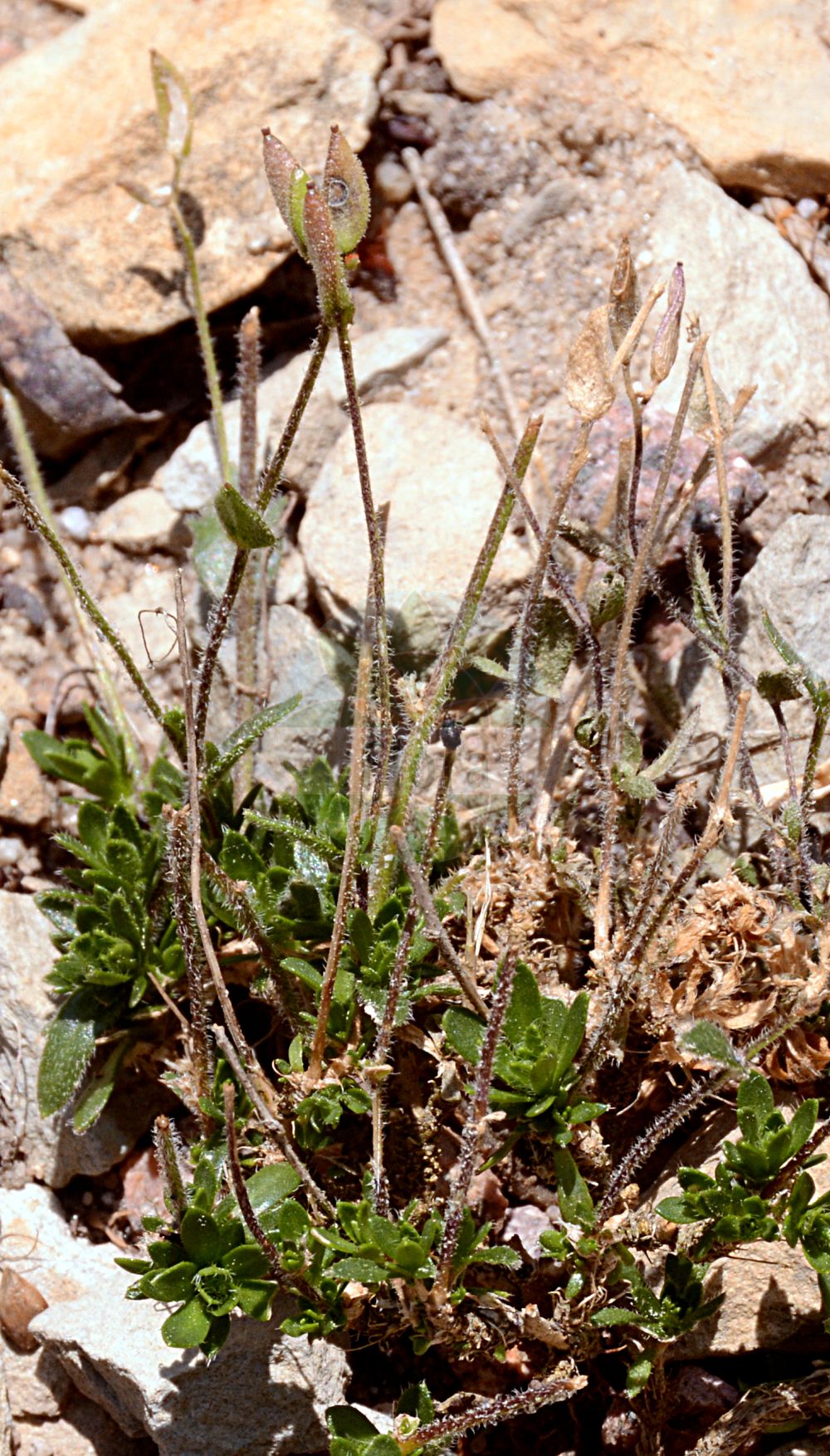 Foto von Draba fladnizensis (Fladnitzer Felsenblümchen - Austrian Draba). Das Foto wurde in Dresden, Sachsen, Deutschland aufgenommen. ---- Photo of Draba fladnizensis (Fladnitzer Felsenblümchen - Austrian Draba). The picture was taken in Dresden, Sachsen, Germany.(Draba fladnizensis,Fladnitzer Felsenblümchen,Austrian Draba,Draba fladnizensis,Draba wahlenbergii,Fladnitzer Felsenbluemchen,Austrian Draba,Bald White Whitlowgrass,Milky Draba,Draba,Felsenblümchen,Whitlowgrass,Brassicaceae,Kreuzblütler,Cabbage family)