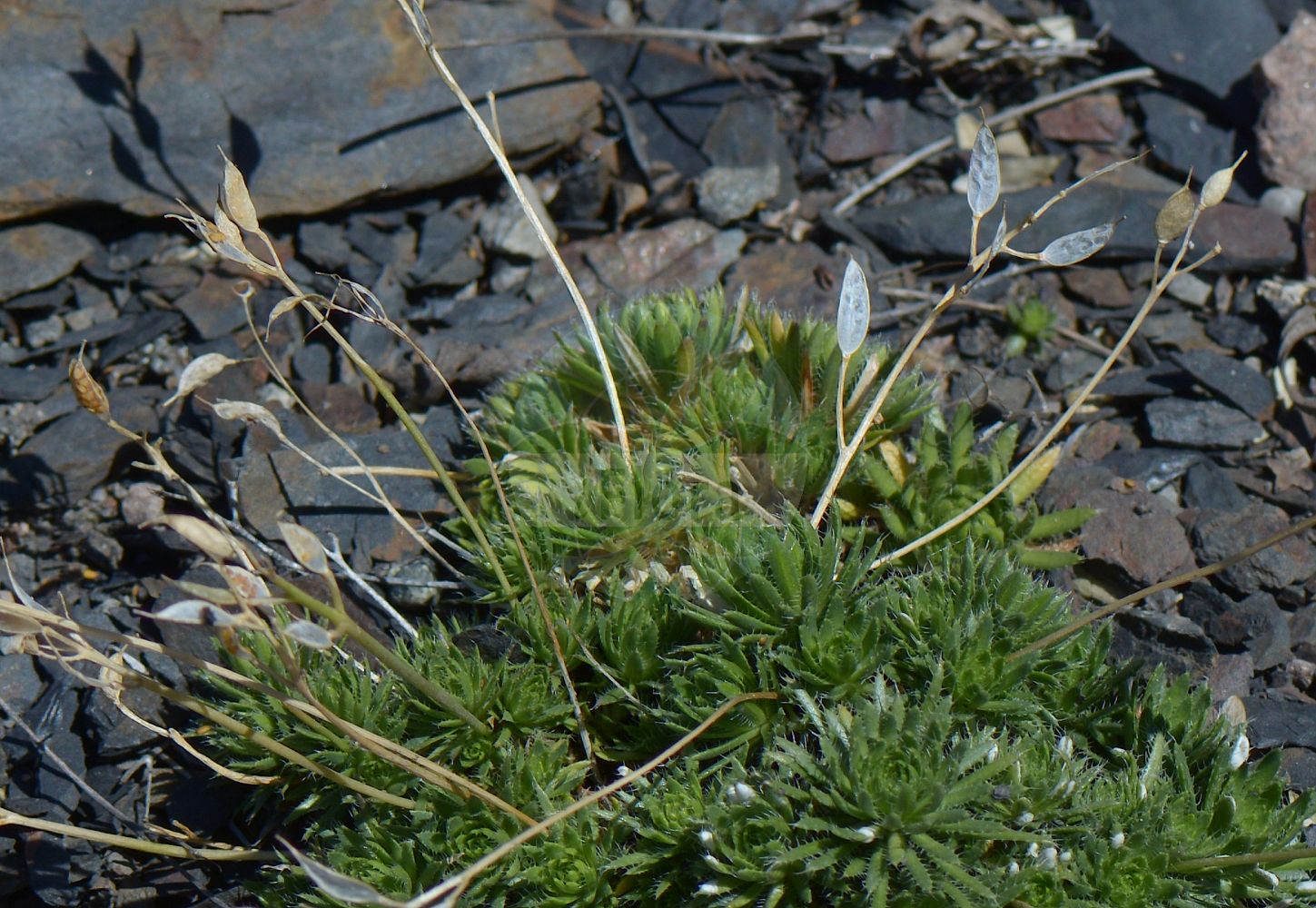 Foto von Draba hoppeana (Hoppe-Felsenblümchen). Das Foto wurde in Oslo, Norwegen aufgenommen. ---- Photo of Draba hoppeana (Hoppe-Felsenblümchen). The picture was taken in Oslo, Norway.(Draba hoppeana,Hoppe-Felsenblümchen,Draba hoppeana,Draba zahlbruckneri,Draba zahlbrueckneri,Hoppe-Felsenbluemchen,Draba,Felsenblümchen,Whitlowgrass,Brassicaceae,Kreuzblütler,Cabbage family)