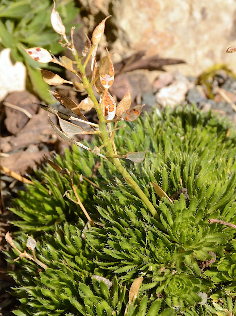 Foto von Draba sauteri (Sauters Felsenblümchen - Sauter's Whitlowgrass). Das Foto wurde in Besancon, Bourgogne-Franche-Comté (Präfektur), Frankreich aufgenommen. ---- Photo of Draba sauteri (Sauters Felsenblümchen - Sauter's Whitlowgrass). The picture was taken in Besançon, Bourgogne-Franche-Comté.(Draba sauteri,Sauters Felsenblümchen,Sauter's Whitlowgrass,Draba sauteri,Sauters Felsenbluemchen,Sauter's Whitlowgrass,Draba,Felsenblümchen,Whitlowgrass,Brassicaceae,Kreuzblütler,Cabbage family)