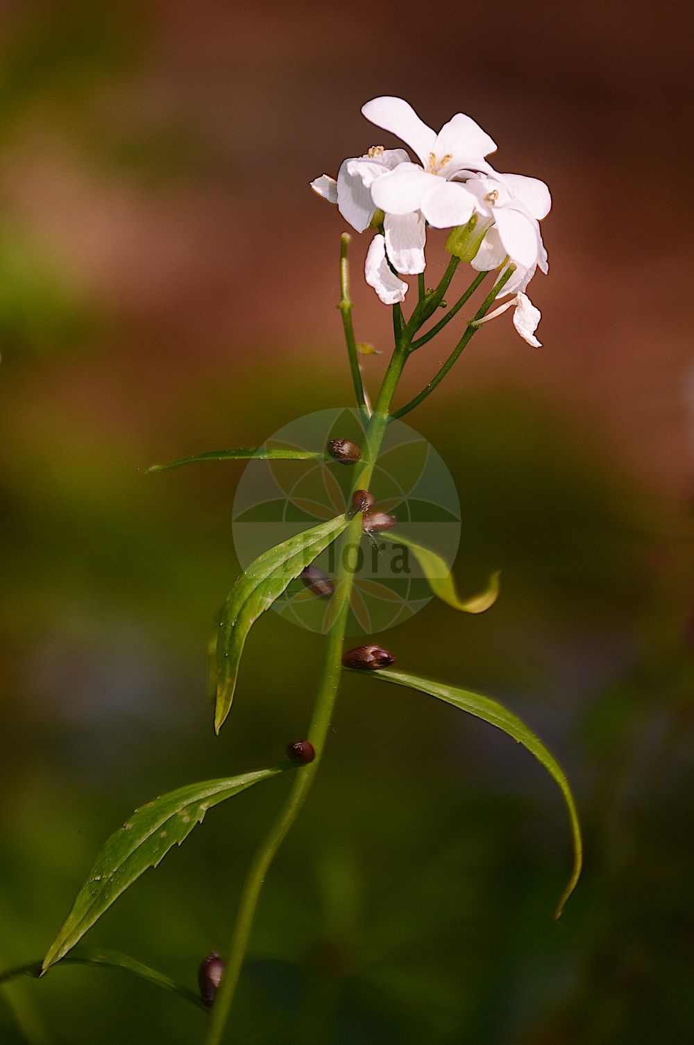 Foto von Cardamine bulbifera (Zwiebel-Zahnwurz - Coralroot). Das Foto wurde in Marburg, Hessen, Deutschland aufgenommen. ---- Photo of Cardamine bulbifera (Zwiebel-Zahnwurz - Coralroot). The picture was taken in Marburg, Hesse, Germany.(Cardamine bulbifera,Zwiebel-Zahnwurz,Coralroot,Cardamine bulbifera,Dentaria bulbifera,Zwiebel-Zahnwurz,Coralroot,Bulbous Bittercress,Coralroot Bittercress,Coralwort,Cardamine,Schaumkraut,Bittercress,Brassicaceae,Kreuzblütler,Cabbage family)