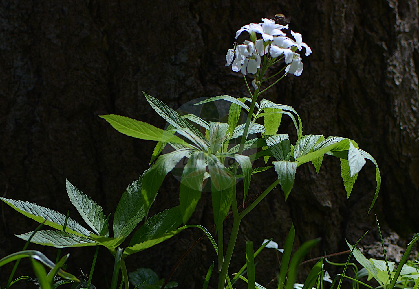 Foto von Cardamine heptaphylla (Fieder-Zahnwurz - Pinnate Coralroot). Das Foto wurde in Freiburg, Baden-Württemberg, Deutschland aufgenommen. ---- Photo of Cardamine heptaphylla (Fieder-Zahnwurz - Pinnate Coralroot). The picture was taken in Freiburg, Baden-Wuerttemberg, Germany.(Cardamine heptaphylla,Fieder-Zahnwurz,Pinnate Coralroot,Cardamine baldensis,Cardamine heptaphylla,Cardamine pinnata,Dentaria heptaphylla,Dentaria intermedia,Dentaria pinnata,Fieder-Zahnwurz,Pinnate Coralroot,Lady's Smock,Seven-leaflet Bittercress,Seven-leaved Coralwort,Cardamine,Schaumkraut,Bittercress,Brassicaceae,Kreuzblütler,Cabbage family)