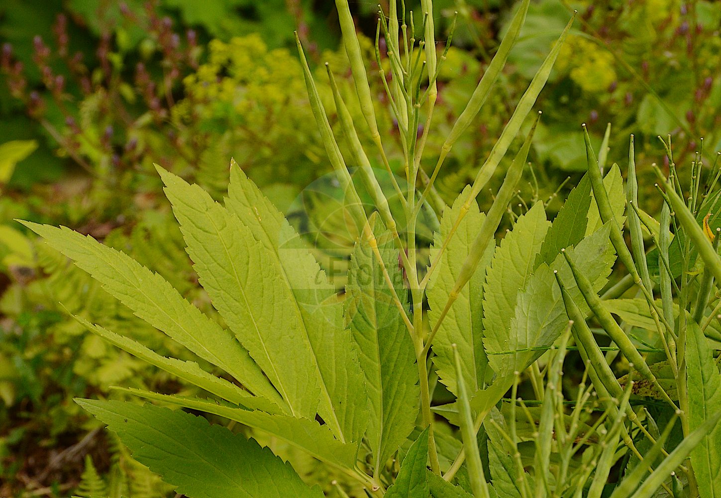 Foto von Cardamine heptaphylla (Fieder-Zahnwurz - Pinnate Coralroot). Das Foto wurde in Jardin des Plantes, Paris, Frankreich aufgenommen. ---- Photo of Cardamine heptaphylla (Fieder-Zahnwurz - Pinnate Coralroot). The picture was taken in Jardin des Plantes, Paris, France.(Cardamine heptaphylla,Fieder-Zahnwurz,Pinnate Coralroot,Cardamine baldensis,Cardamine heptaphylla,Cardamine pinnata,Dentaria heptaphylla,Dentaria intermedia,Dentaria pinnata,Fieder-Zahnwurz,Pinnate Coralroot,Lady's Smock,Seven-leaflet Bittercress,Seven-leaved Coralwort,Cardamine,Schaumkraut,Bittercress,Brassicaceae,Kreuzblütler,Cabbage family)