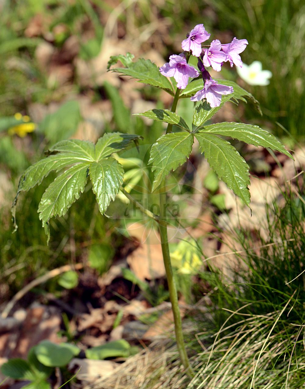 Foto von Cardamine pentaphyllos (Finger-Zahnwurz - Five-leaflet Bitter-Cress). Das Foto wurde in Frankfurt, Hessen, Deutschland aufgenommen. ---- Photo of Cardamine pentaphyllos (Finger-Zahnwurz - Five-leaflet Bitter-Cress). The picture was taken in Frankfurt, Hesse, Germany.(Cardamine pentaphyllos,Finger-Zahnwurz,Five-leaflet Bitter-Cress,Cardamine digitata,Cardamine pentaphyllos,Dentaria digitata,Dentaria pentaphyllos,Finger-Zahnwurz,Fuenfblatt-Zahnwurz,Five-leaflet Bitter-Cress,Five-leaved Coralwort,Cardamine,Schaumkraut,Bittercress,Brassicaceae,Kreuzblütler,Cabbage family)