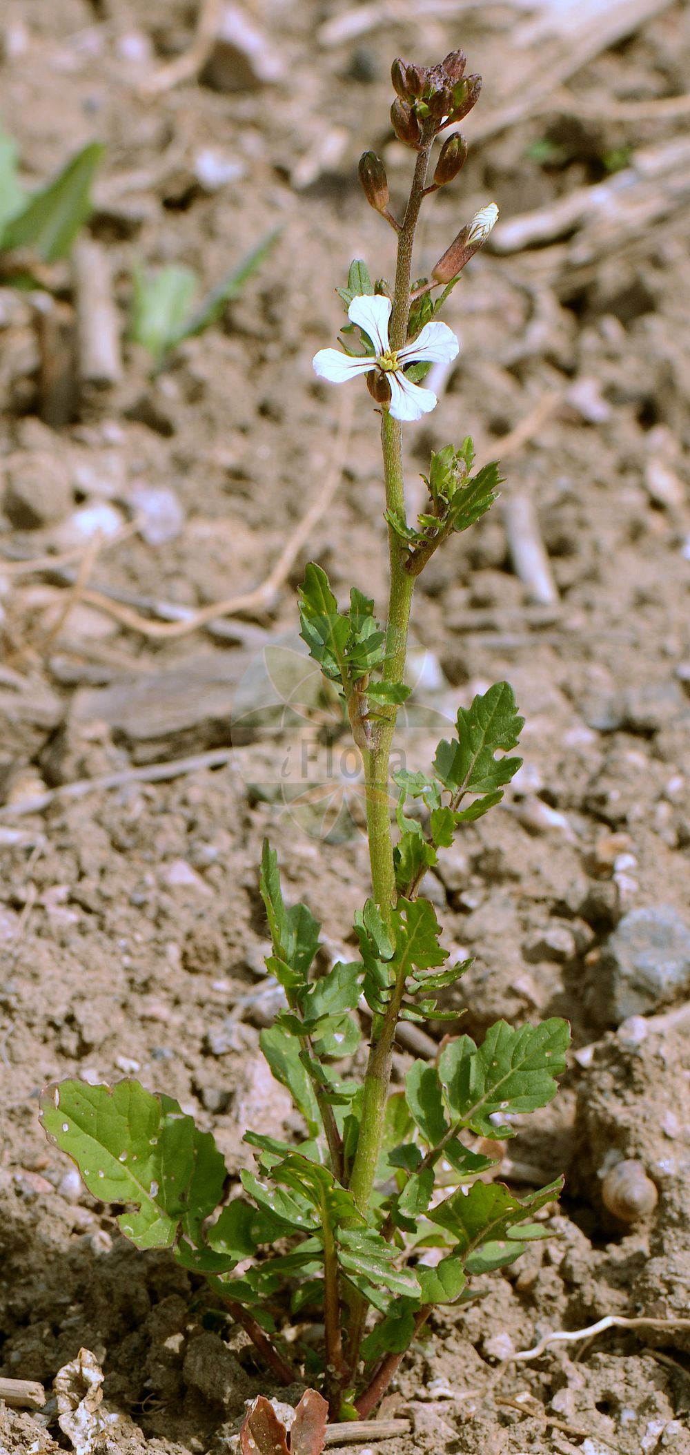 Foto von Eruca vesicaria (Raukenkohl - Garden Rocket). Das Foto wurde in Mainz, Rheinland-Pfalz, Deutschland aufgenommen. ---- Photo of Eruca vesicaria (Raukenkohl - Garden Rocket). The picture was taken in Mainz, Rhineland-Palatinate, Germany.(Eruca vesicaria,Raukenkohl,Garden Rocket,Brassica erysimoides,Brassica hispida,Brassica pinnatifida,Brassica vesicaria,Eruca aurea,Eruca cappadocica,Eruca deserti,Eruca lanceolata,Eruca longirostris,Eruca orthosepala,Eruca pinnatifida,Eruca sativa,Eruca sativa Mill. var.,Eruca stenocarpa,Eruca vesicaria,Eruca vesicaria (L.) Cav.,Velleruca longistyla,Raukenkohl,Ruccola,Garden Rocket,Arugula,Hedge Mustard,Purple-vein Rocket,Rocket Salad,Salad Rocket,Eruca,Senfrauke,Rocketsalad,Brassicaceae,Kreuzblütler,Cabbage family)