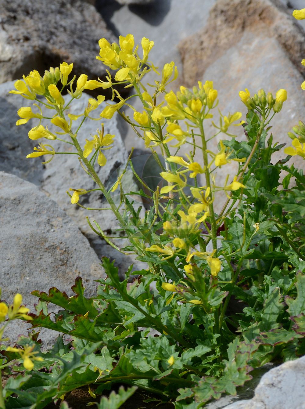 Foto von Erucastrum nasturtiifolium (Stumpfkantige Hundsrauke - Watercress-leaved Rocket). Das Foto wurde in Schynige Platte, Interlaken, Bern, Schweiz aufgenommen. ---- Photo of Erucastrum nasturtiifolium (Stumpfkantige Hundsrauke - Watercress-leaved Rocket). The picture was taken in Schynige Platte, Interlaken, Bern, Switzerland.(Erucastrum nasturtiifolium,Stumpfkantige Hundsrauke,Watercress-leaved Rocket,Brassica erucastrum,Brassica nasturtiifolia,Brassica nasturtiifolium,Brassica obtusangula,Erucastrum nasturtiifolium,Erucastrum obtusangulum,Hirschfeldia obtusangula,Sinapis nasturtiifolia,Sinapis subbipinnatifida,Stumpfkantige Hundsrauke,Watercress-leaved Rocket,Erucastrum,Hundsrauke,Dogmustard,Brassicaceae,Kreuzblütler,Cabbage family)