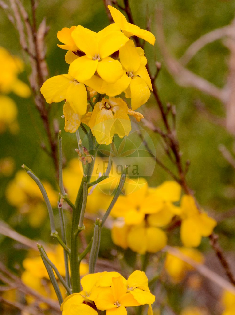 Foto von Erysimum cheiri (Goldlack - Wallflower). Das Foto wurde in Bonn, Nordrhein-Westfalen, Deutschland aufgenommen. ---- Photo of Erysimum cheiri (Goldlack - Wallflower). The picture was taken in Bonn, North Rhine-Westphalia, Germany.(Erysimum cheiri,Goldlack,Wallflower,Cheiranthus cheiri,Cheiranthus murale,Cheiri murale,Erysimum bocconi,Erysimum cheiri,Erysimum elatum,Erysimum helveticum,Erysimum murale,Erysimum pseudocheiri,Erysimum rhaeticum,Erysimum suffruticosum,Goldlack,Wallflower,Aegean Wallflower,Erysimum,Schöterich,Wallflower,Brassicaceae,Kreuzblütler,Cabbage family)