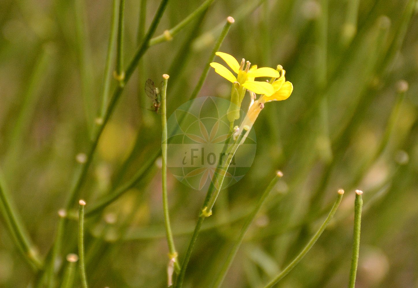Foto von Erysimum crepidifolium (Bleicher Schöterich - Pale Wallflower). Das Foto wurde in Dresden, Sachsen, Deutschland aufgenommen. ---- Photo of Erysimum crepidifolium (Bleicher Schöterich - Pale Wallflower). The picture was taken in Dresden, Sachsen, Germany.(Erysimum crepidifolium,Bleicher Schöterich,Pale Wallflower,Erysimum banaticum,Erysimum crepidifolium,Bleicher Schoeterich,Gaensesterbe,Pale Wallflower,Erysimum,Schöterich,Wallflower,Brassicaceae,Kreuzblütler,Cabbage family)