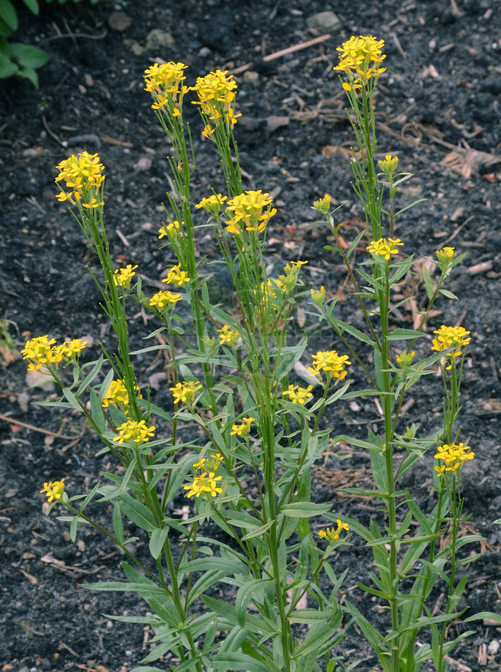 Foto von Erysimum hieraciifolium agg. (Steifer Schöterich - Hawkweed-leaved Treacle Mustard). Das Foto wurde in Bremen, Deutschland aufgenommen. ---- Photo of Erysimum hieraciifolium agg. (Steifer Schöterich - Hawkweed-leaved Treacle Mustard). The picture was taken in Bremen, Germany.(Erysimum hieraciifolium agg.,Steifer Schöterich,Hawkweed-leaved Treacle Mustard,Erysimum hieraciifolium,Steifer Schoeterich,Hawkweed-leaved Treacle Mustard,Perennial Wormseed,Tall Wormseed Wallflower,Erysimum,Schöterich,Wallflower,Brassicaceae,Kreuzblütler,Cabbage family)